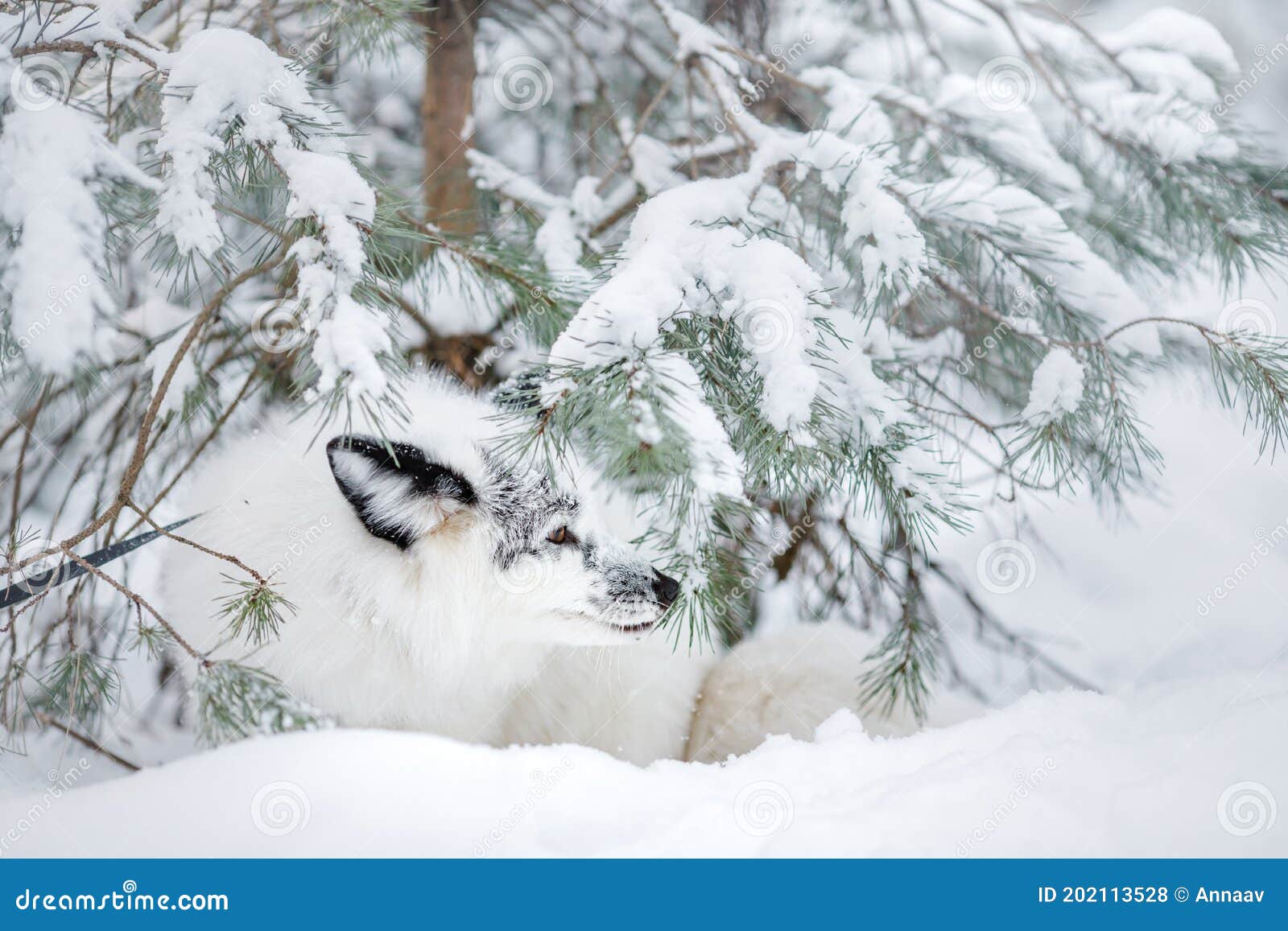 White Fox in the Snow. Wild Animal in Nature Stock Photo Image of