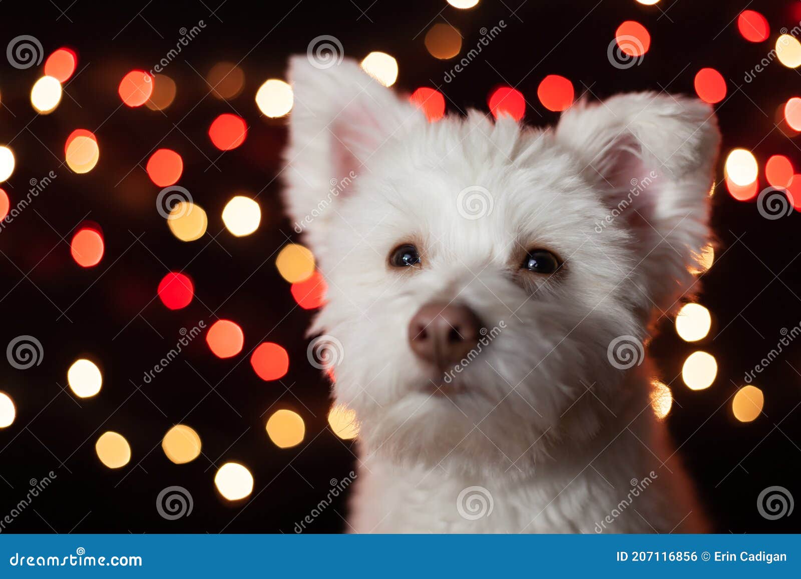 107 Black Japanese Spitz Photos Free Royalty Free Stock Photos From Dreamstime