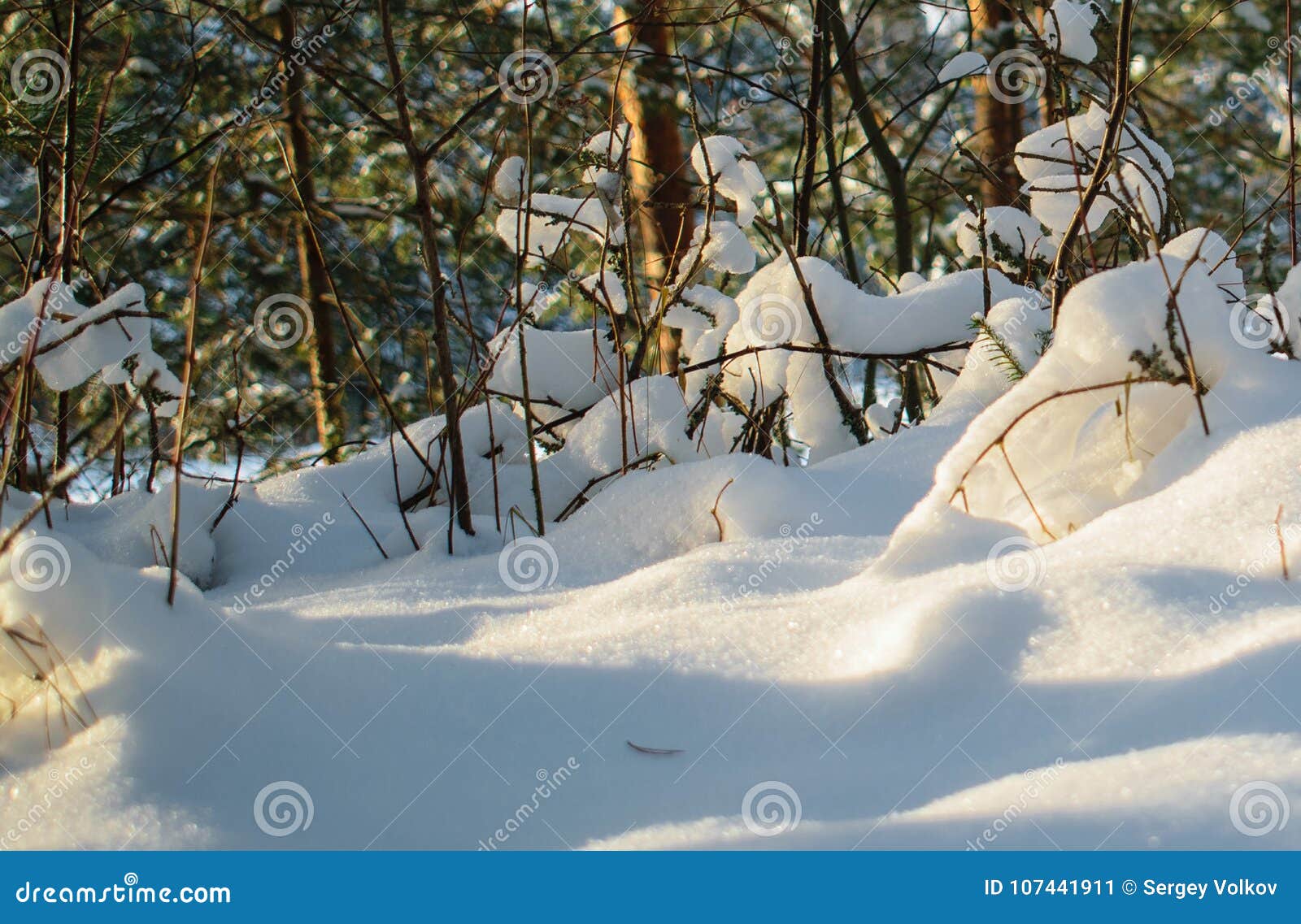 White Fluffy Snow Covered the Ground Stock Image Image of blanket