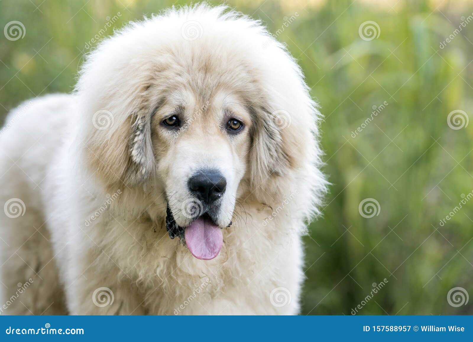 White Fluffy Tibetan Mastiff Mix Breed Dog Adoption Rescue Photo Stock Image Image Of Humane Society 157588957