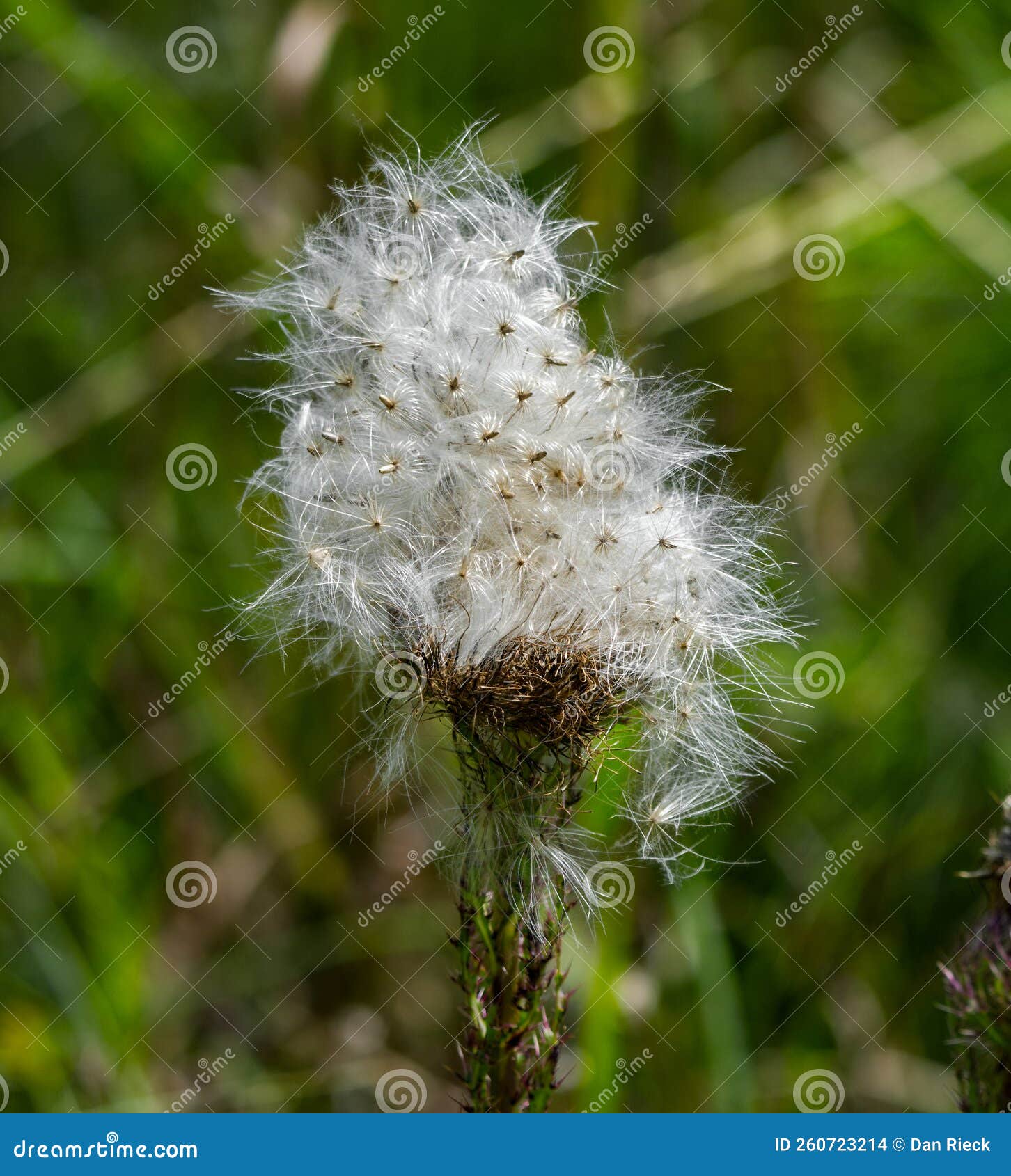 Collection 99+ Images thistle white fluffy things floating in the air Excellent