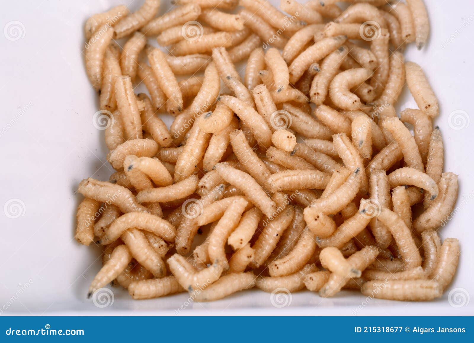 White Fly Larvae, Maggots , Close-up. Bait for Anglers Stock Image