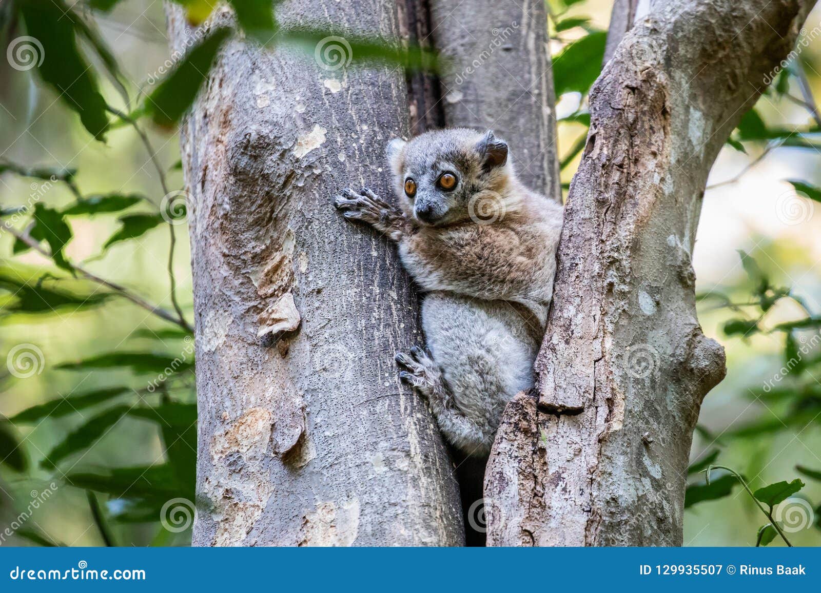 white-footed sportive lemur