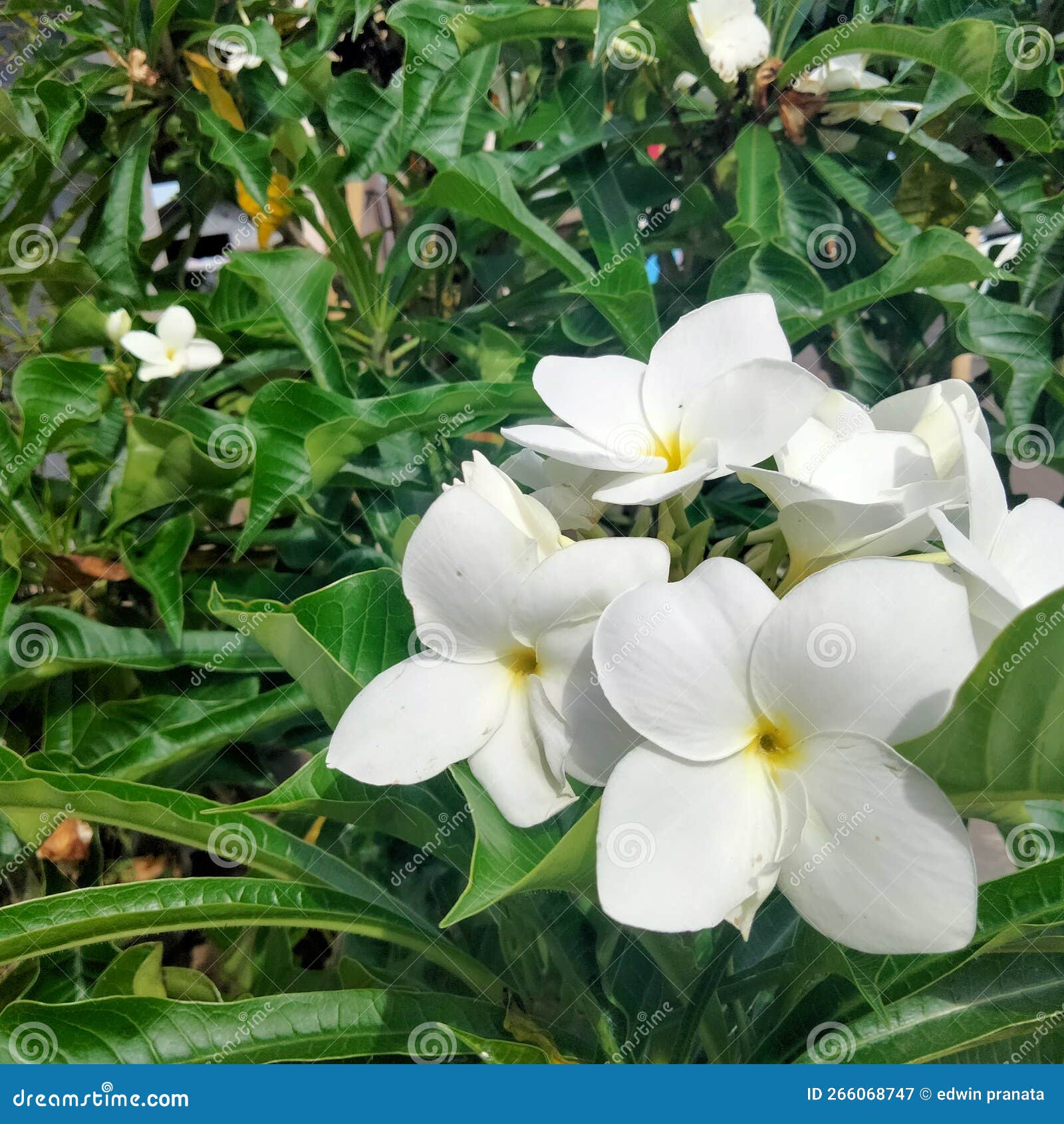 White frangipani flower stock image. Image of petal 266068747