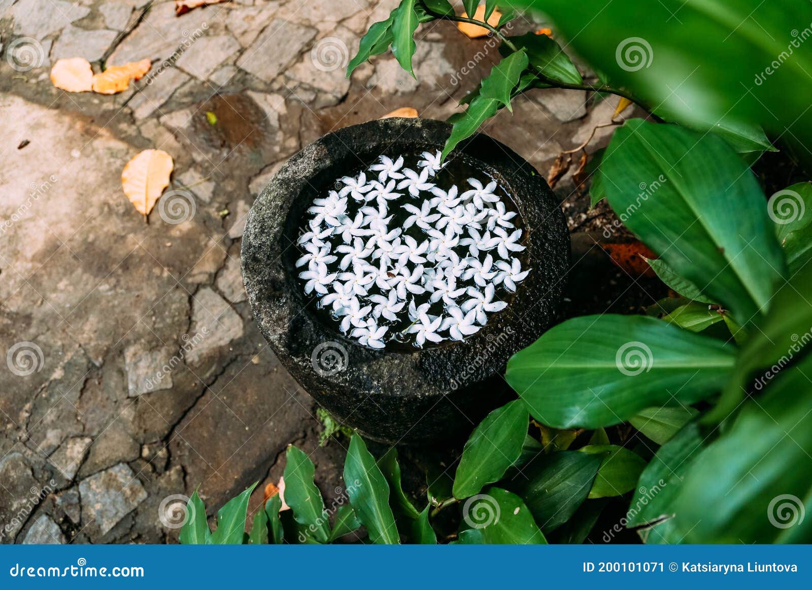 white frangipani flowers in a stone bowl