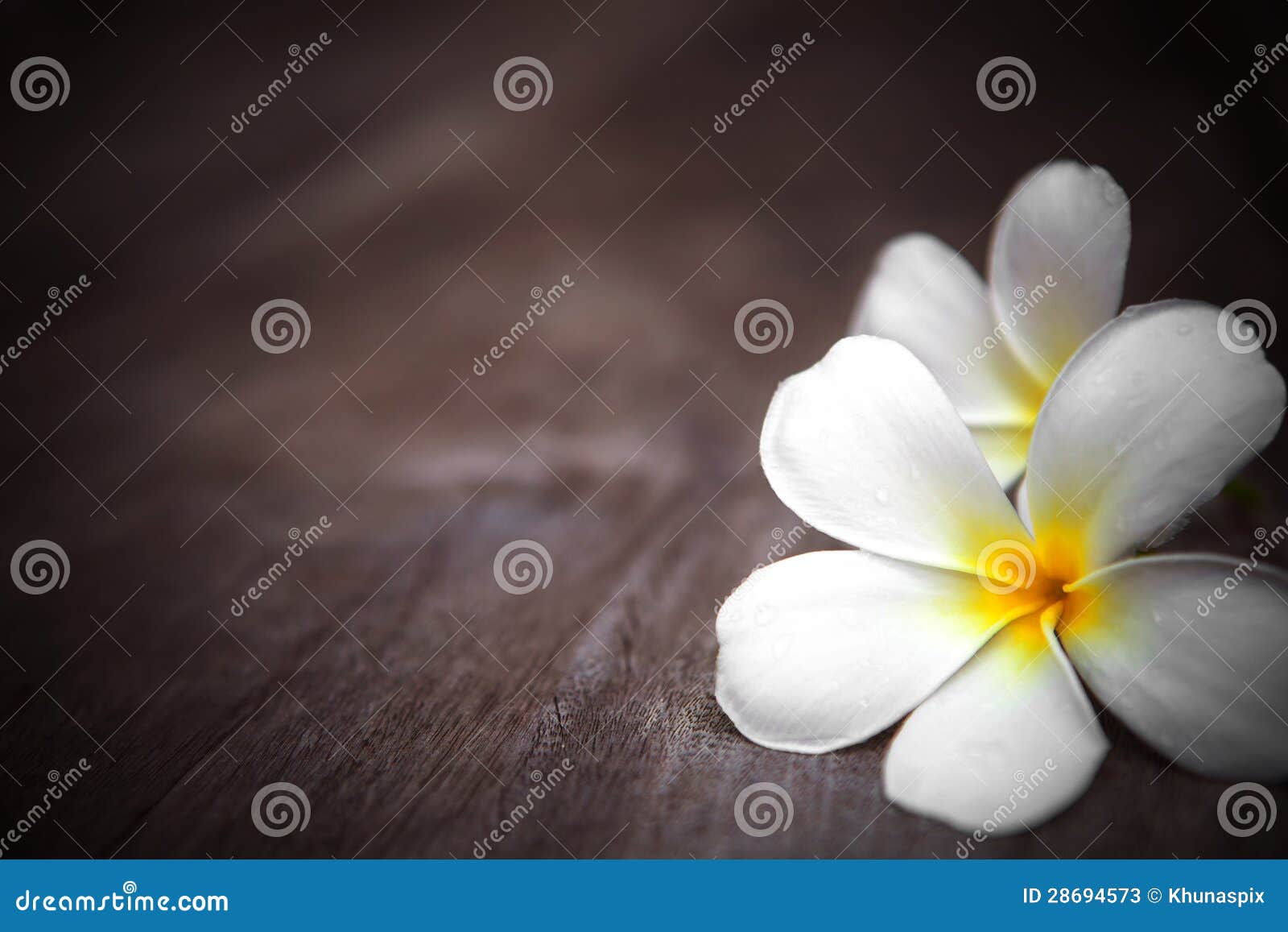 File of white frangipani flowers on wooden background with shallow depth of field