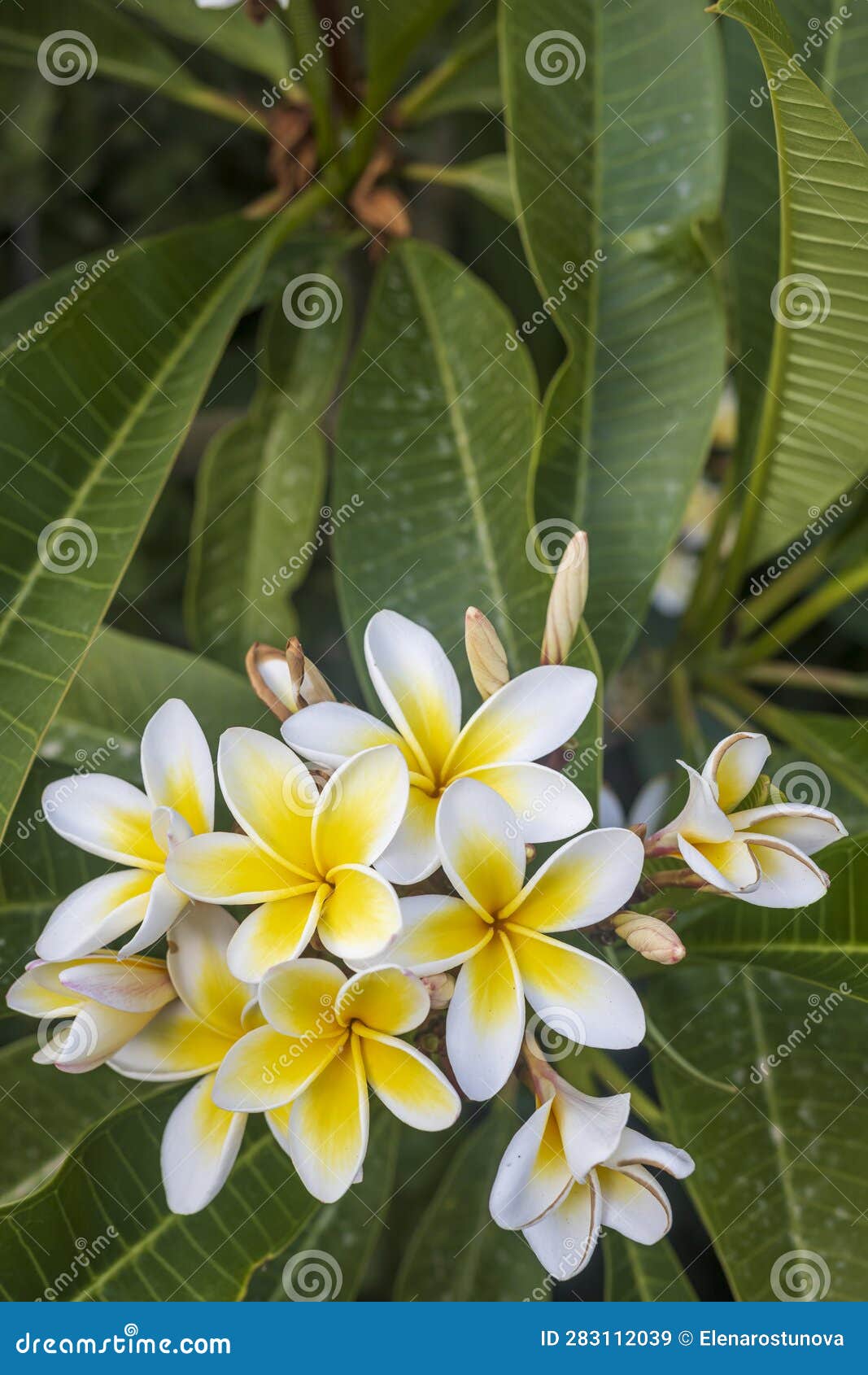 white frangipanis flower on green leaf background in garden