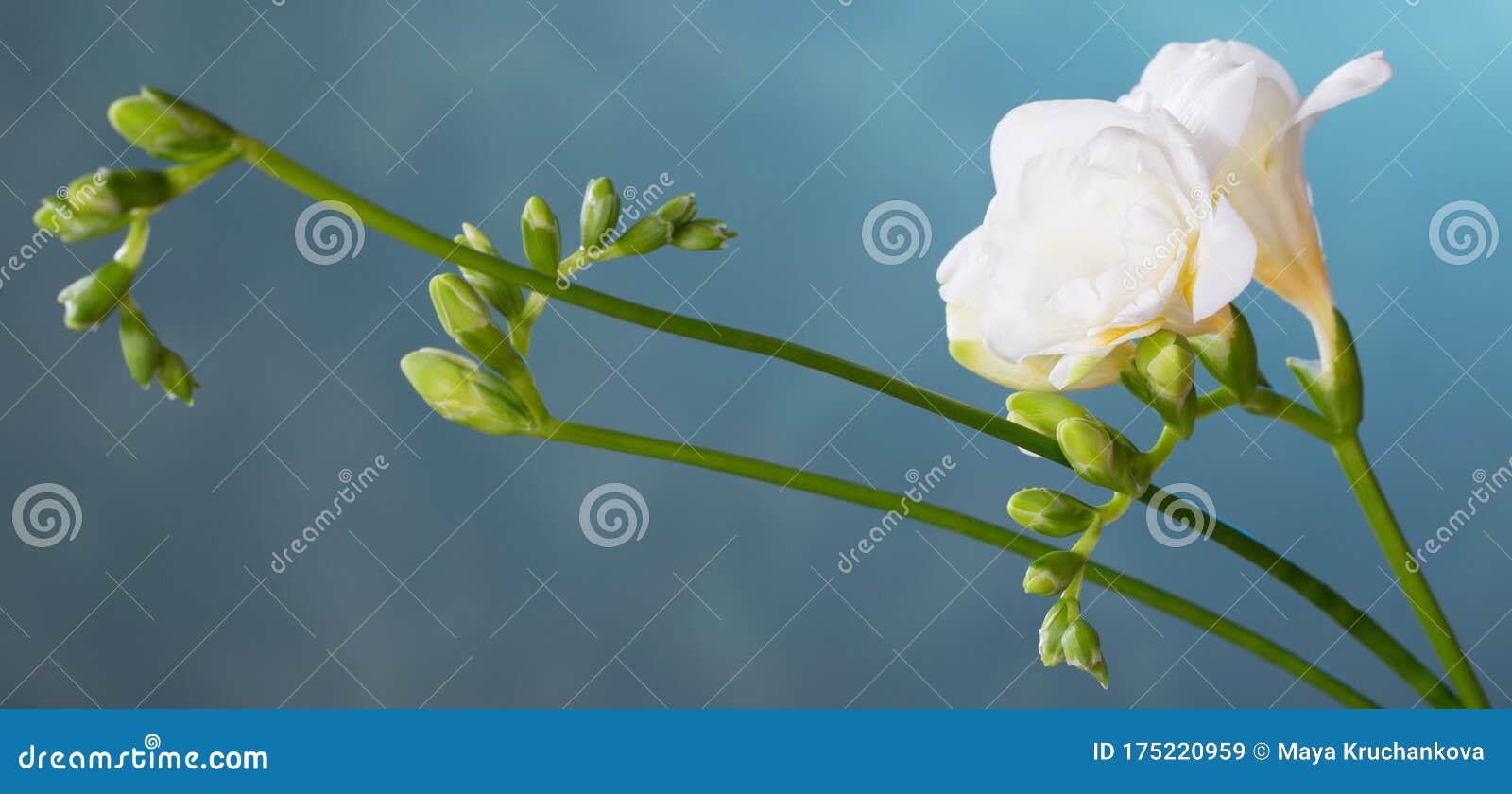 White Freesia on Blue Background Stock Image Image of beauty, bright