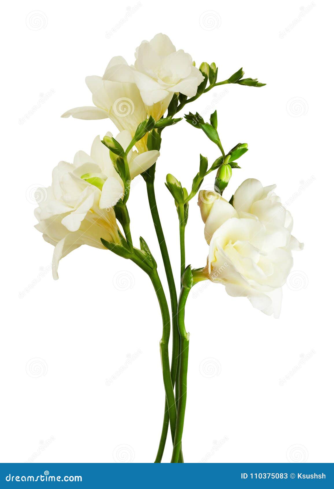 White Freesia Flowers and Buds Stock Image Image of blossom, freesia