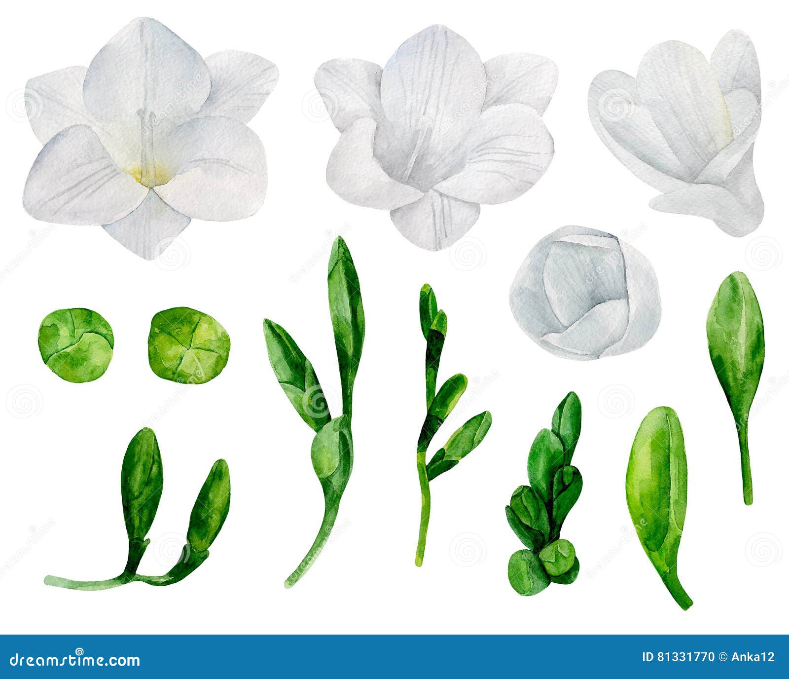 white freesia flowers 