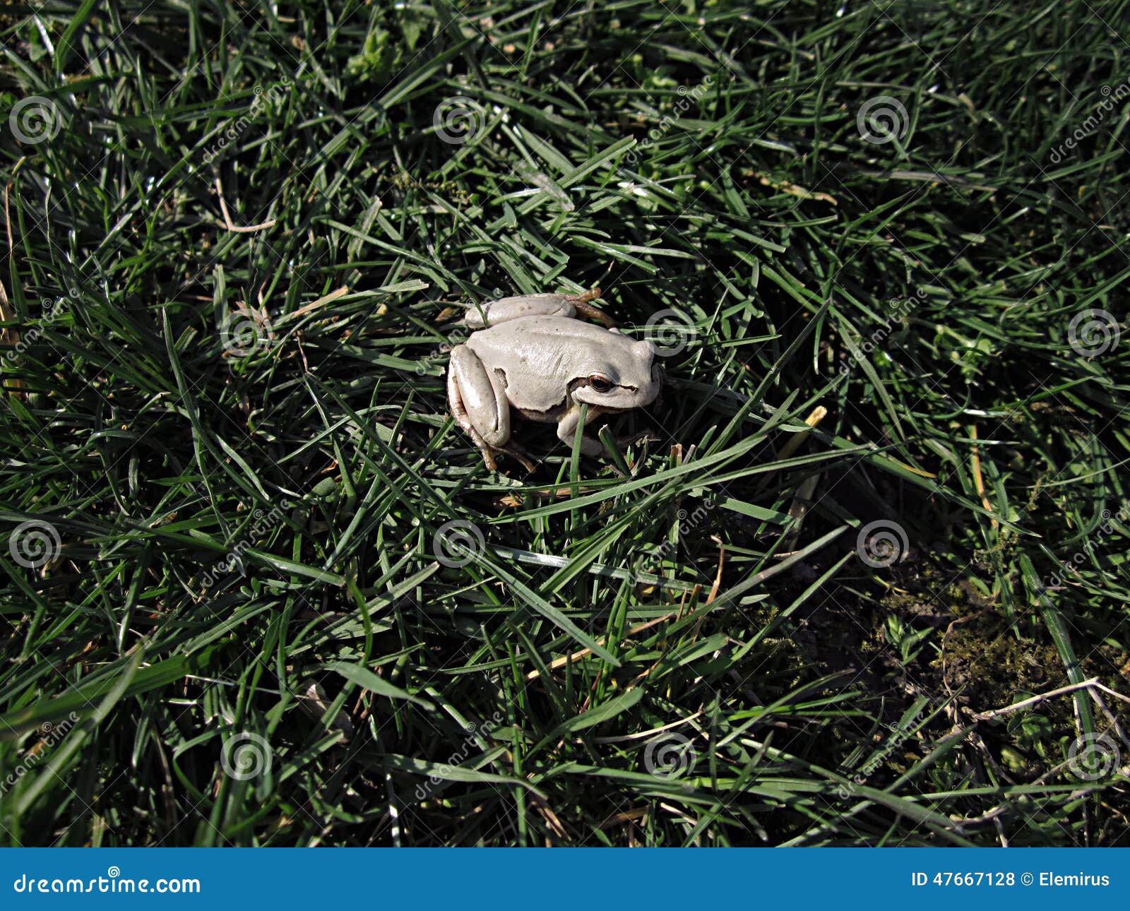 White frog stock photo. Image of water, flies, rainforest 47667128