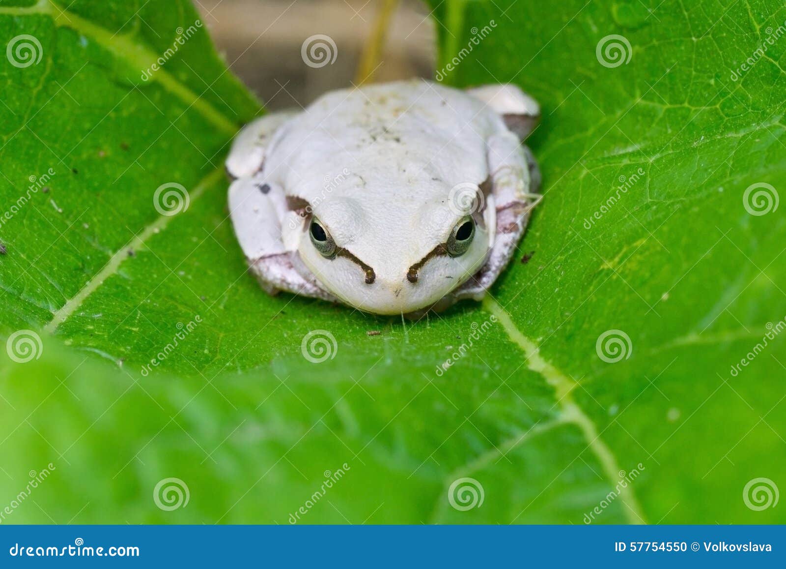 White frog stock photo. Image of front, outdoors, hungry 57754550