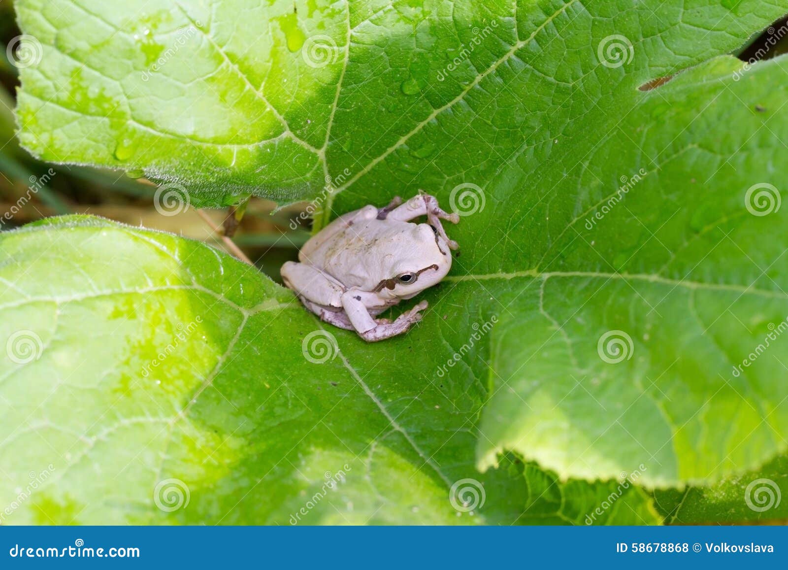 White frog stock photo. Image of lush, frog, macro, cute 58678868