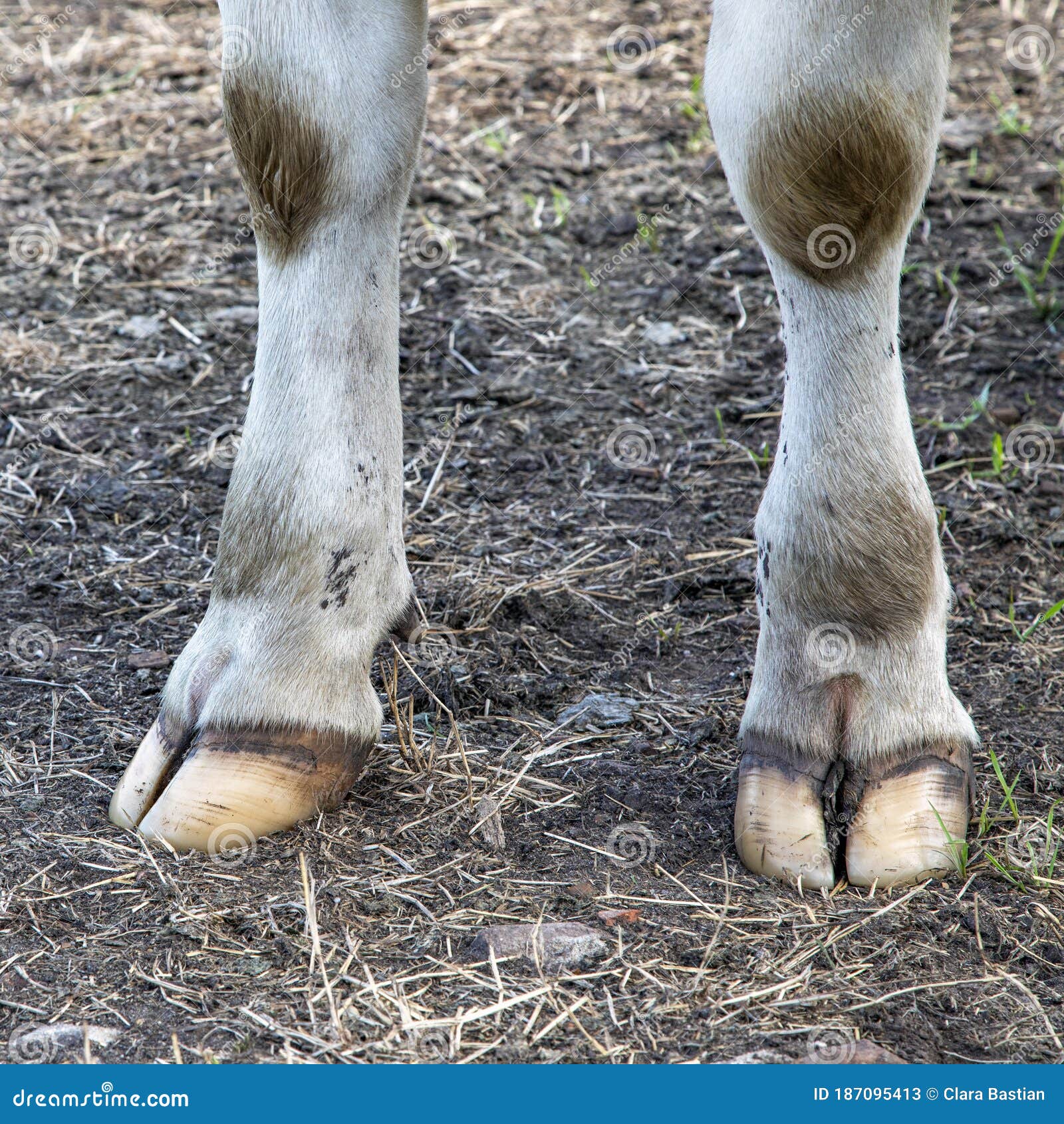 Are Cow Hooves Good For Dogs To Eat