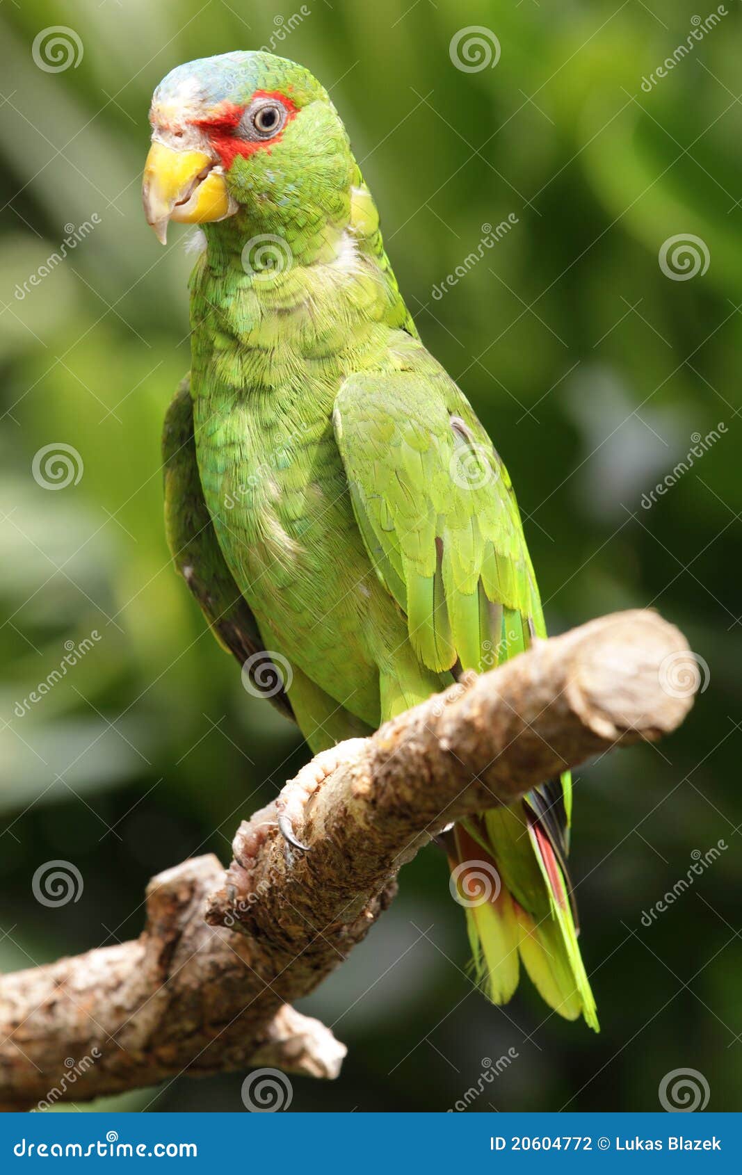 Whitefronted amazon stock photo. Image of bill, fronted 20604772