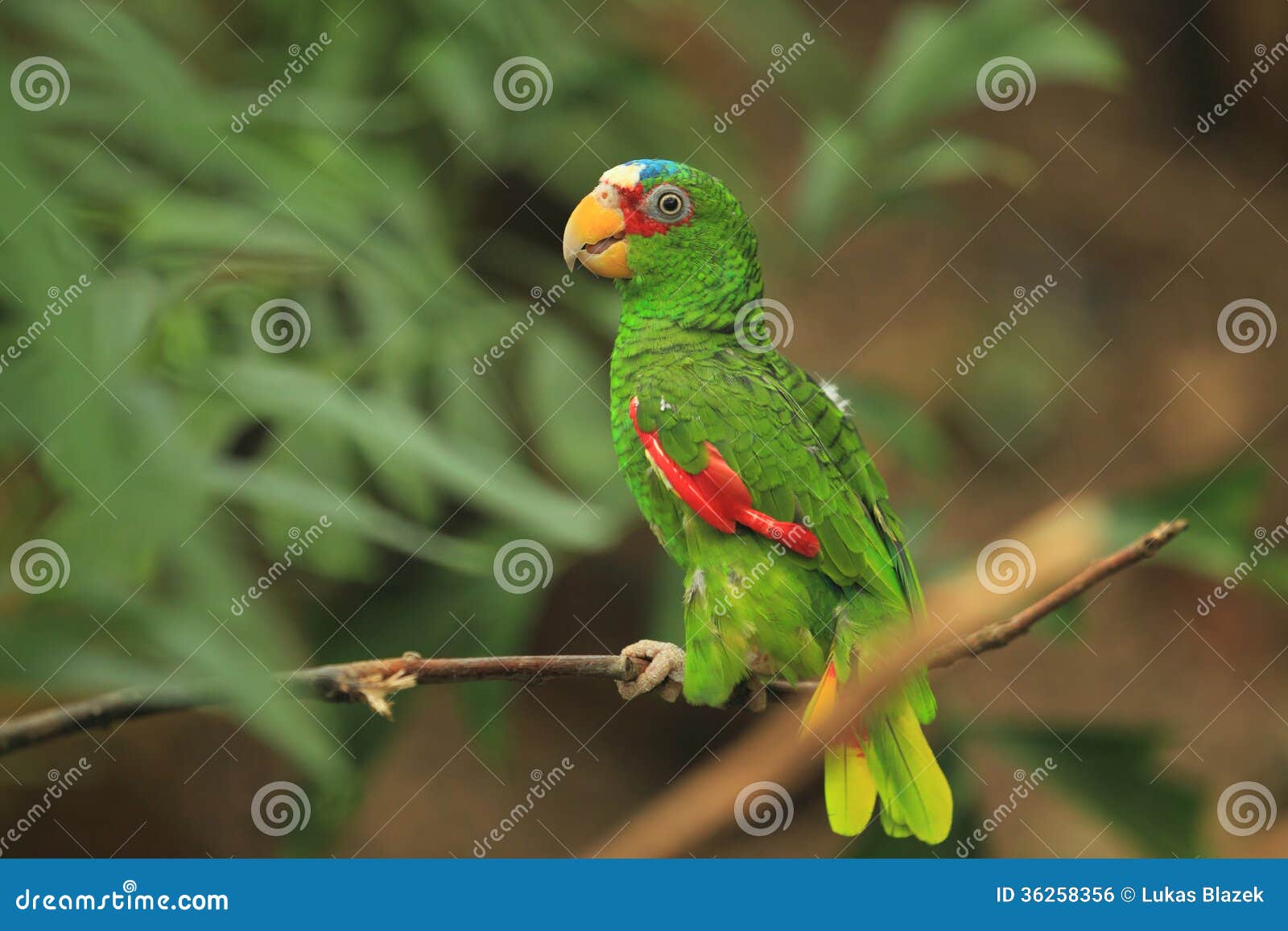 white-fronted amazon