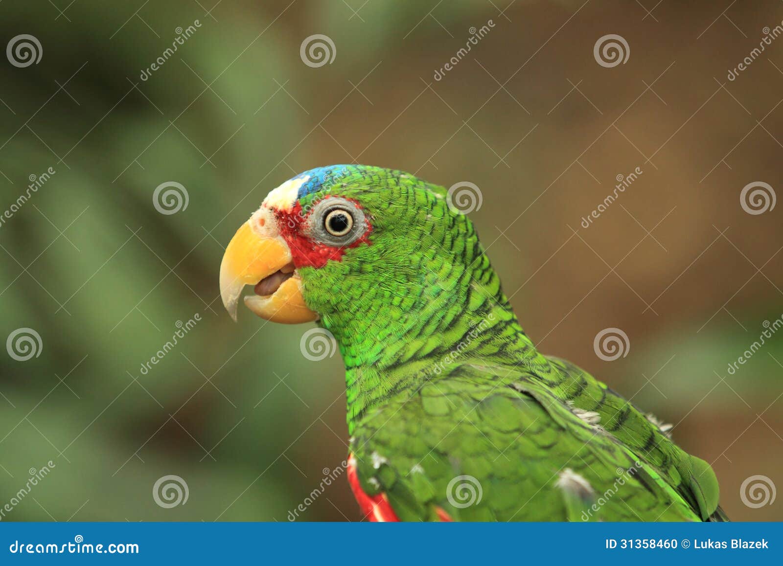 Whitefronted amazon stock photo. Image of bill, white 31358460