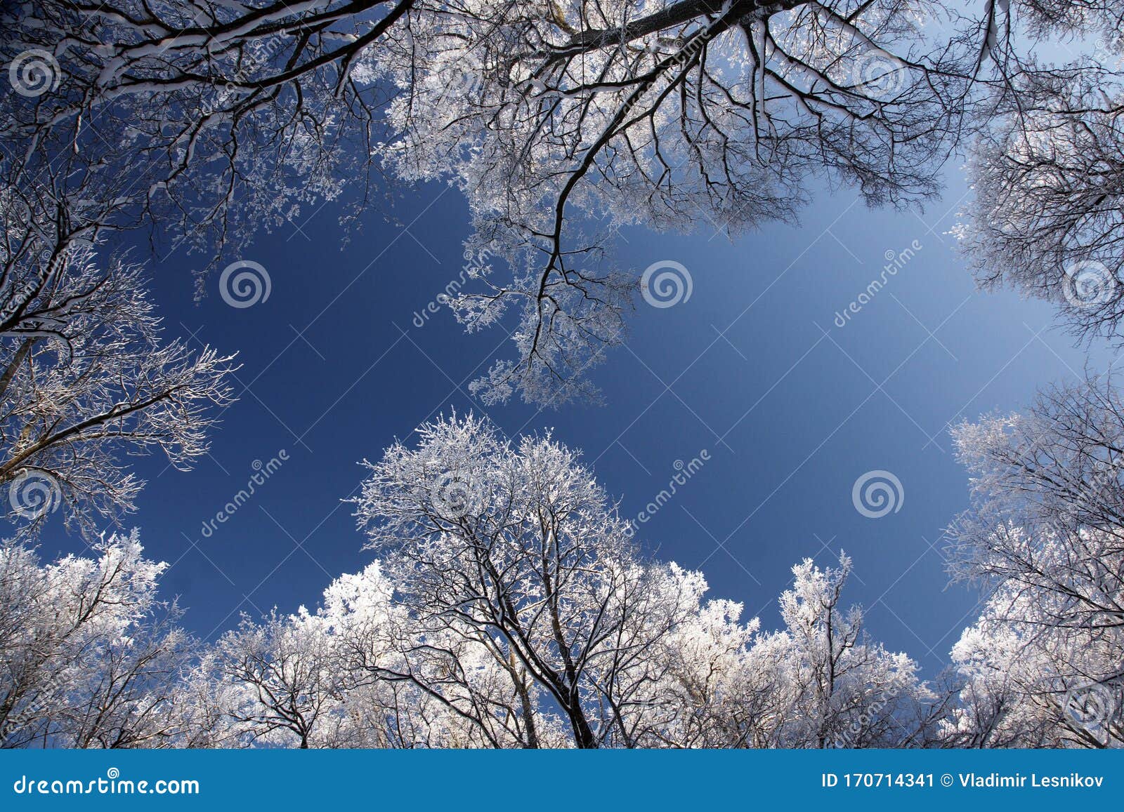 White Frosty Trees Crowns on Background of Blue Sky, Underside View ...