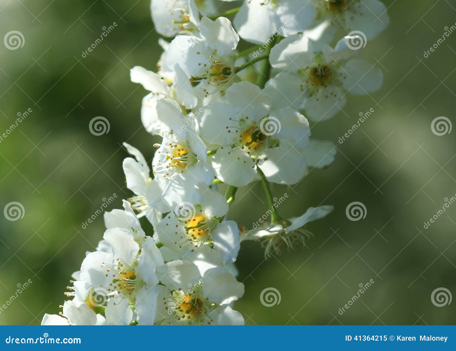 White fruit blossoms stock image. Image of bokeh, springtime 41364215