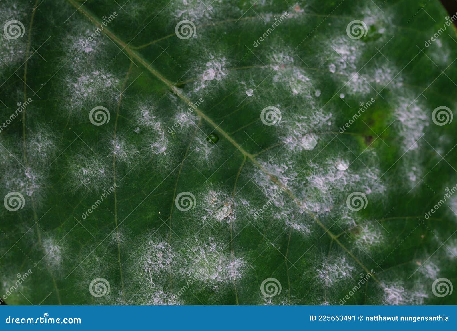 White fungus on leaves stock image. Image of disease 225663491