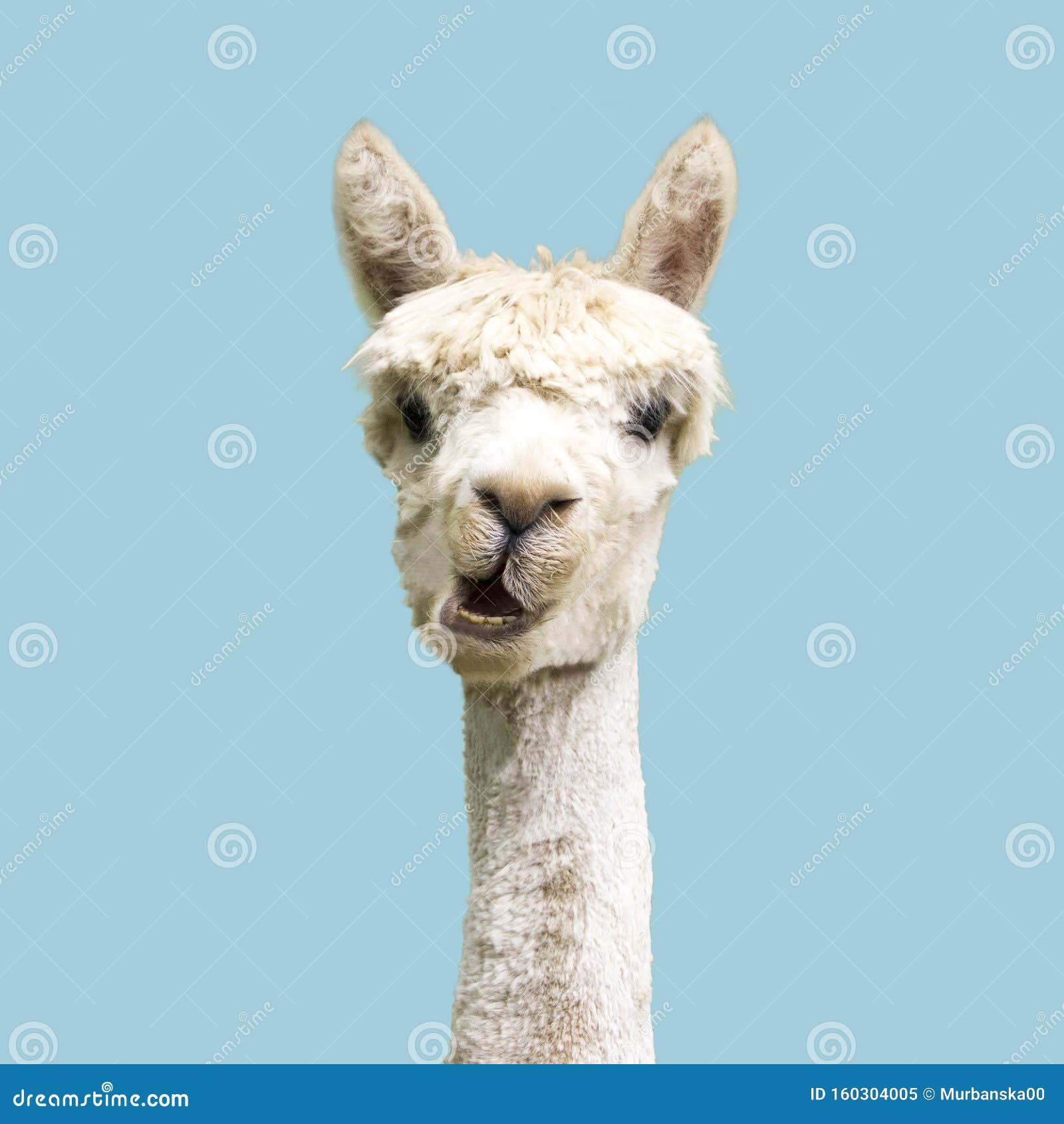 6,706 Funny Alpaca Stock Photos - Free & Royalty-Free Stock Photos from  Dreamstime