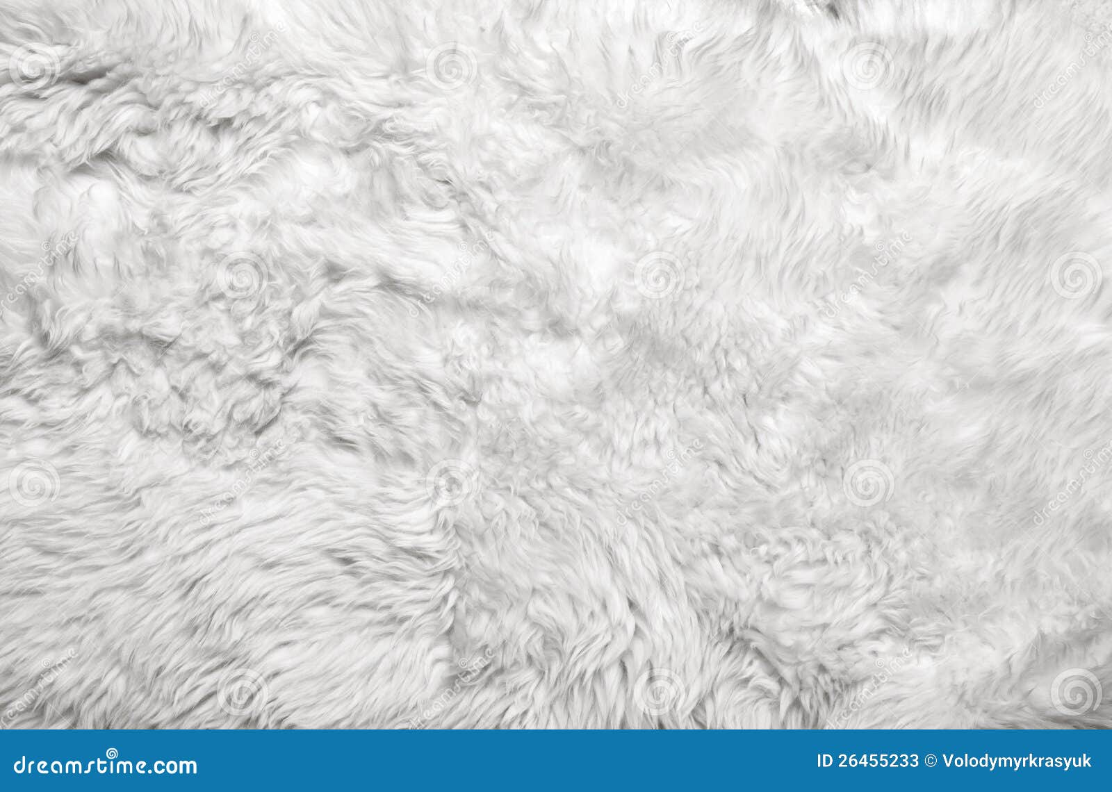 White Fur Background Stock Photo, Picture and Royalty Free Image. Image  83406200.