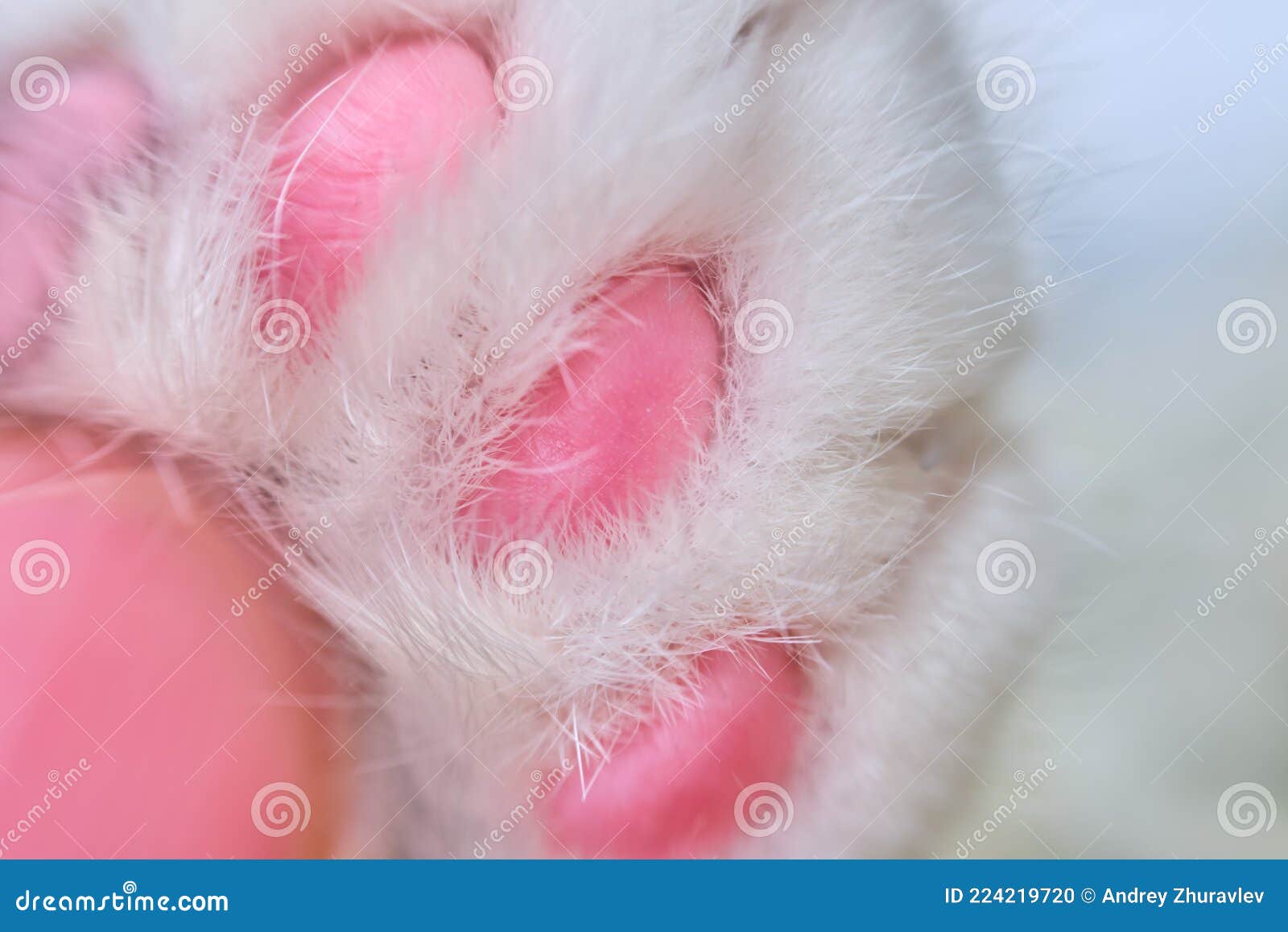 White Fur on the Cat Paw. Pink Pads on the Pet Paw Stock Photo Image