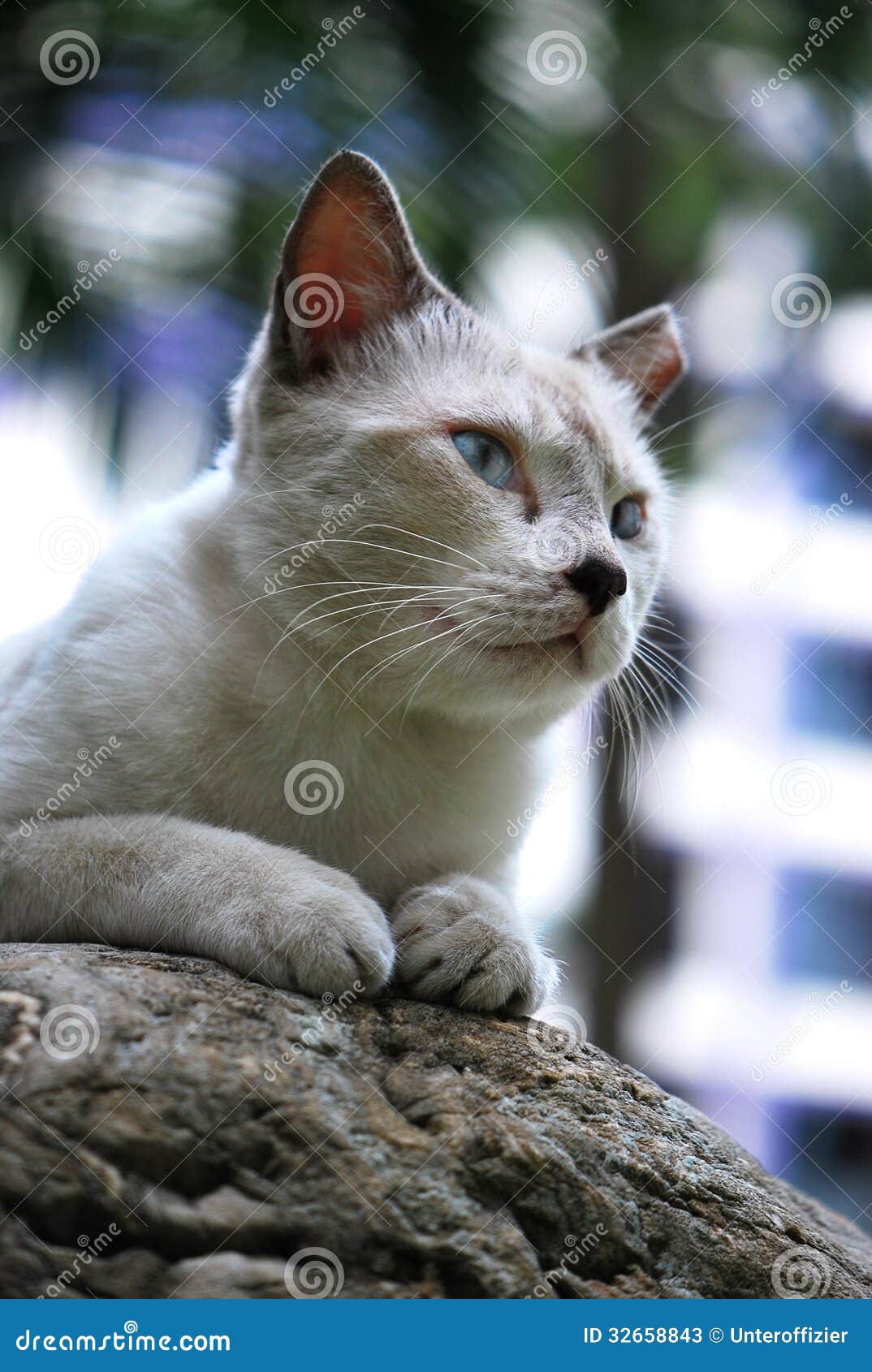 White Fur Cat stock image. Image of kitten, companion 32658843