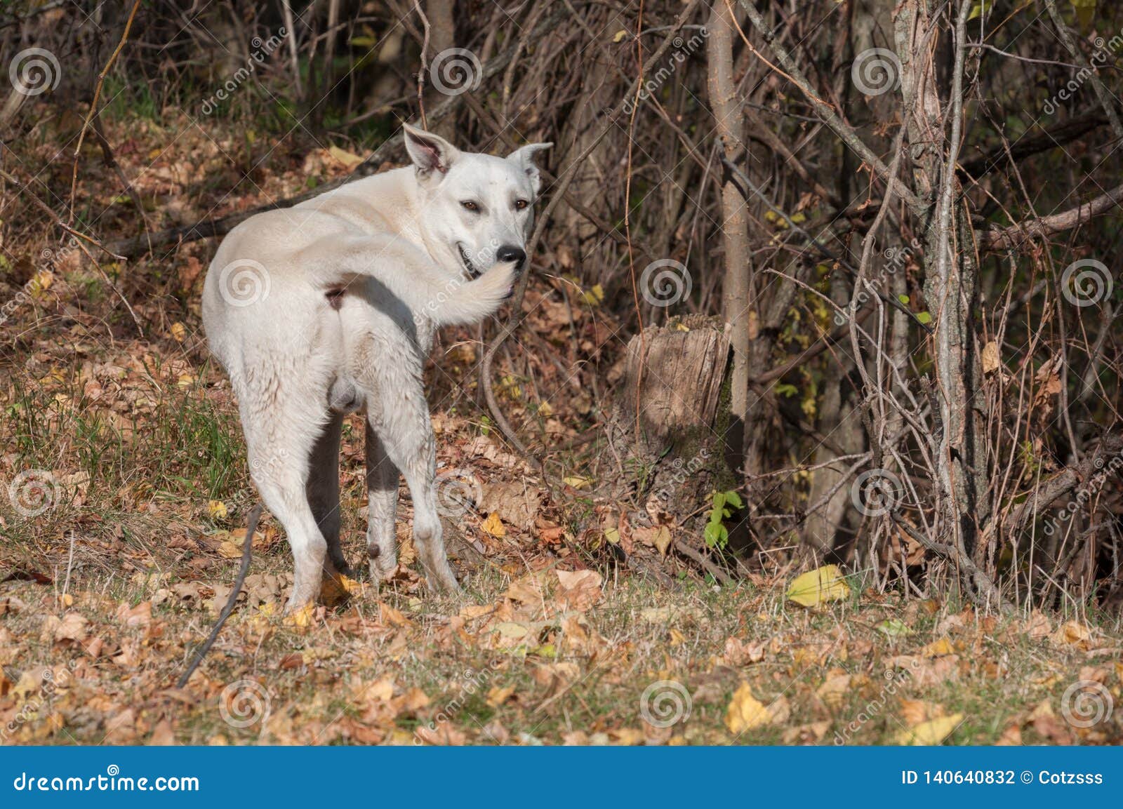 Cute Dog Turning Back To the Camera Stock Photo Image of male, back 140640832
