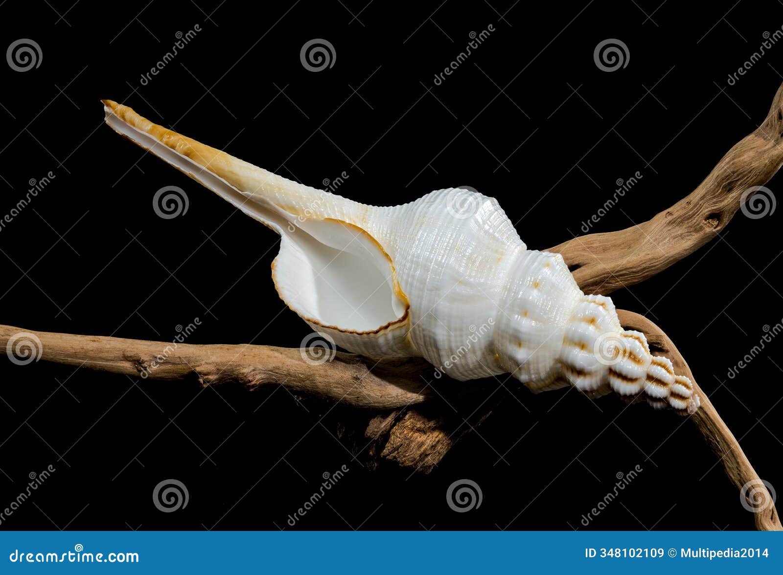white fusinus colus shell on driftwood black background