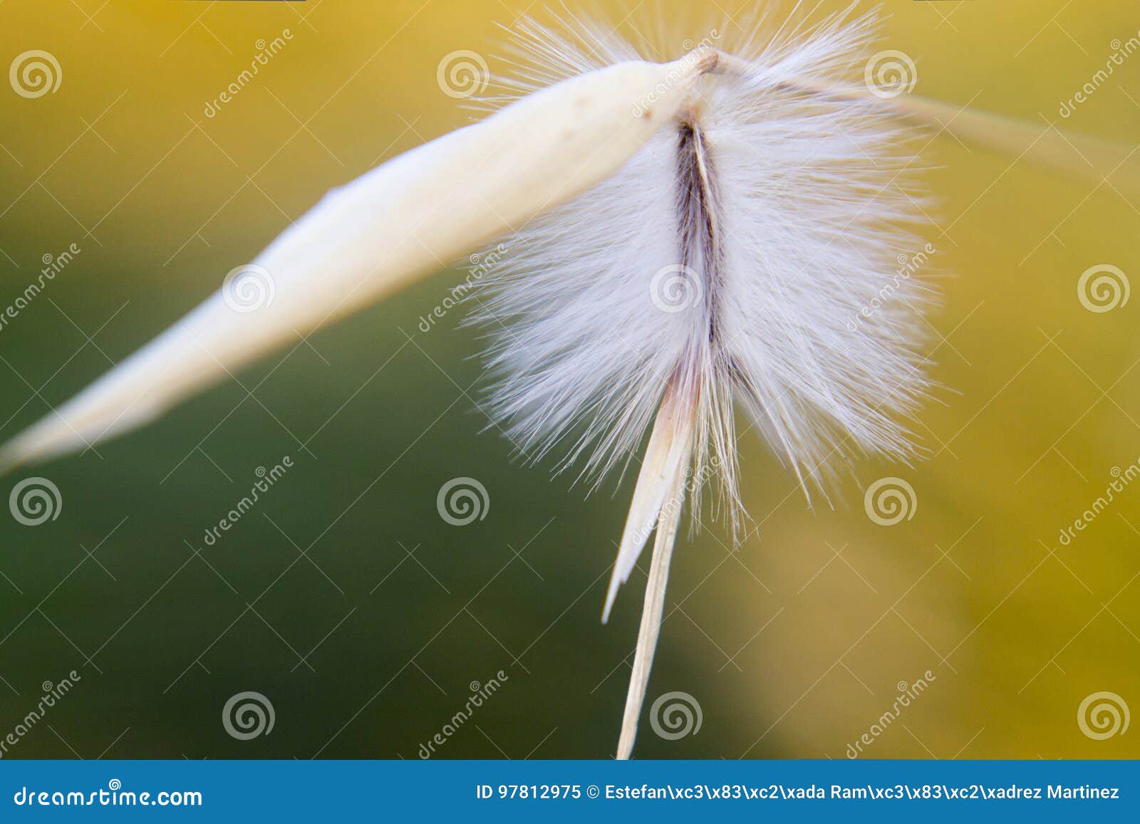 white fuzz flower