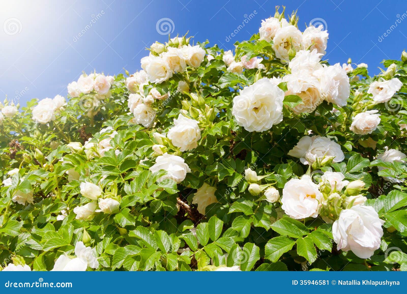 White garden Roses stock image. Image of gardening, summer 35946581