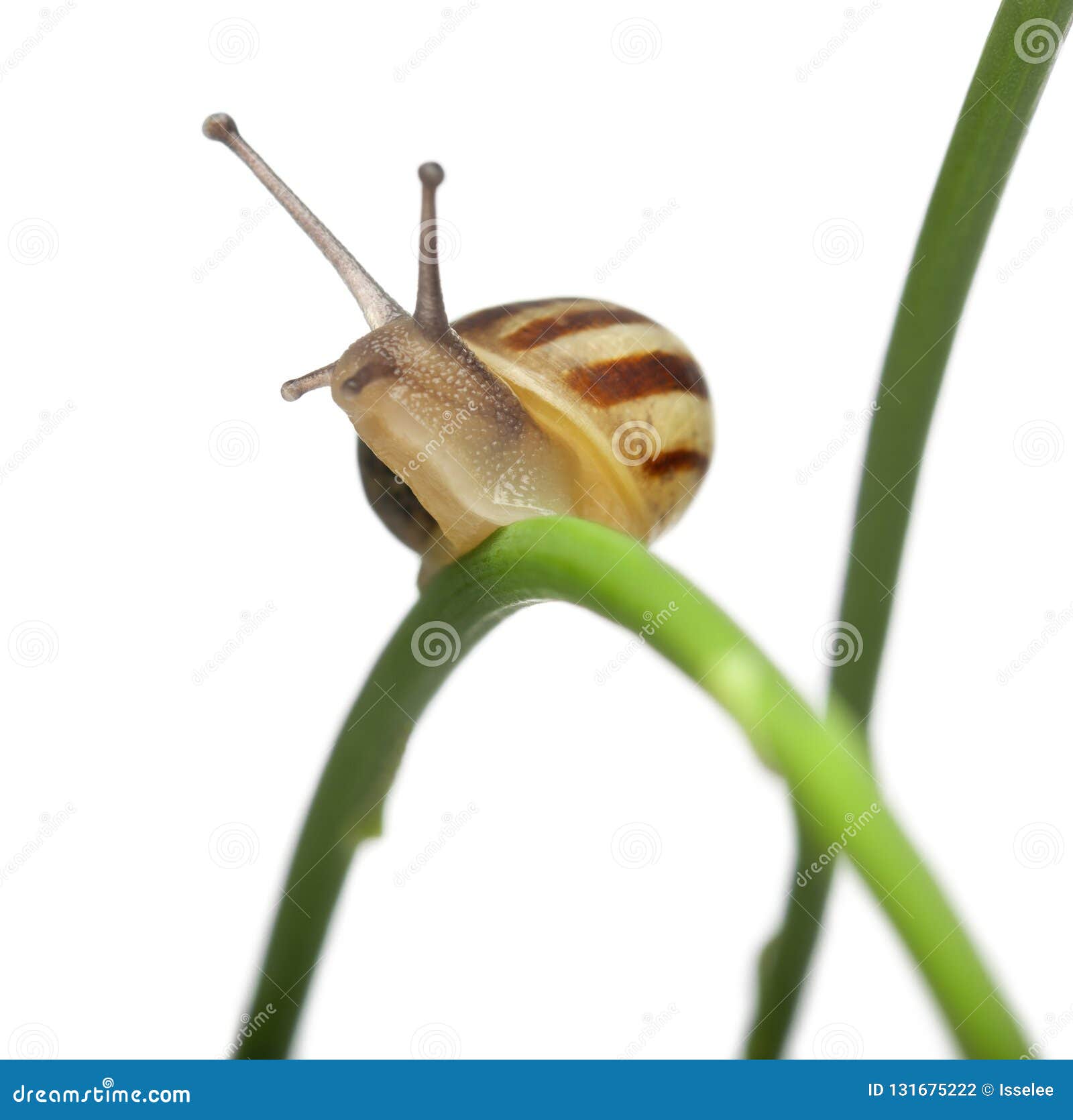 White Garden Snail Also Know As The Sand Hill Snail White Italian Snail Stock Photo Image Of Indoors Hill