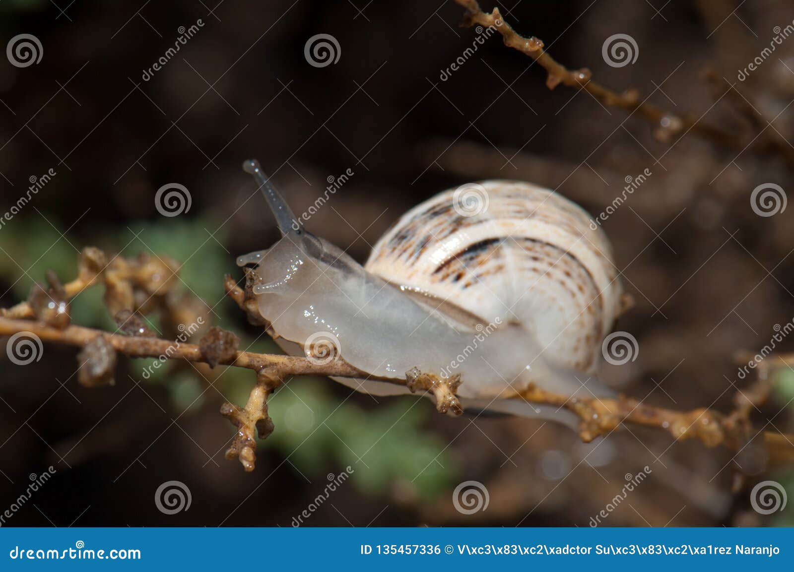 White Garden Snail Stock Photo Image Of Oliva Gastropoda