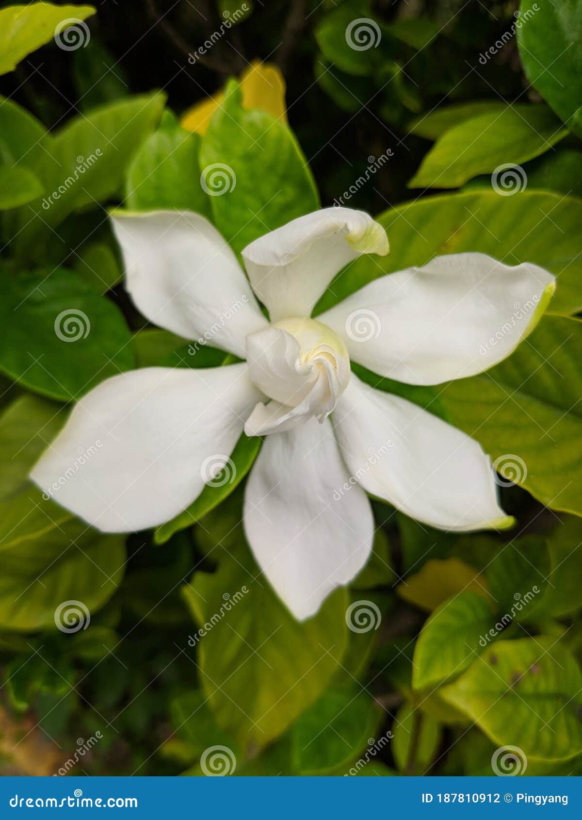 White Gardenia Blossoms with Outermost Petals Spread Stock Photo