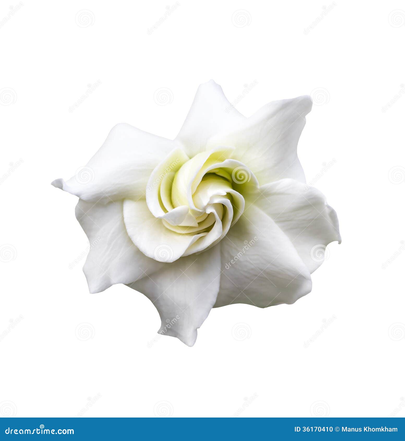 white gardenia jasminoides