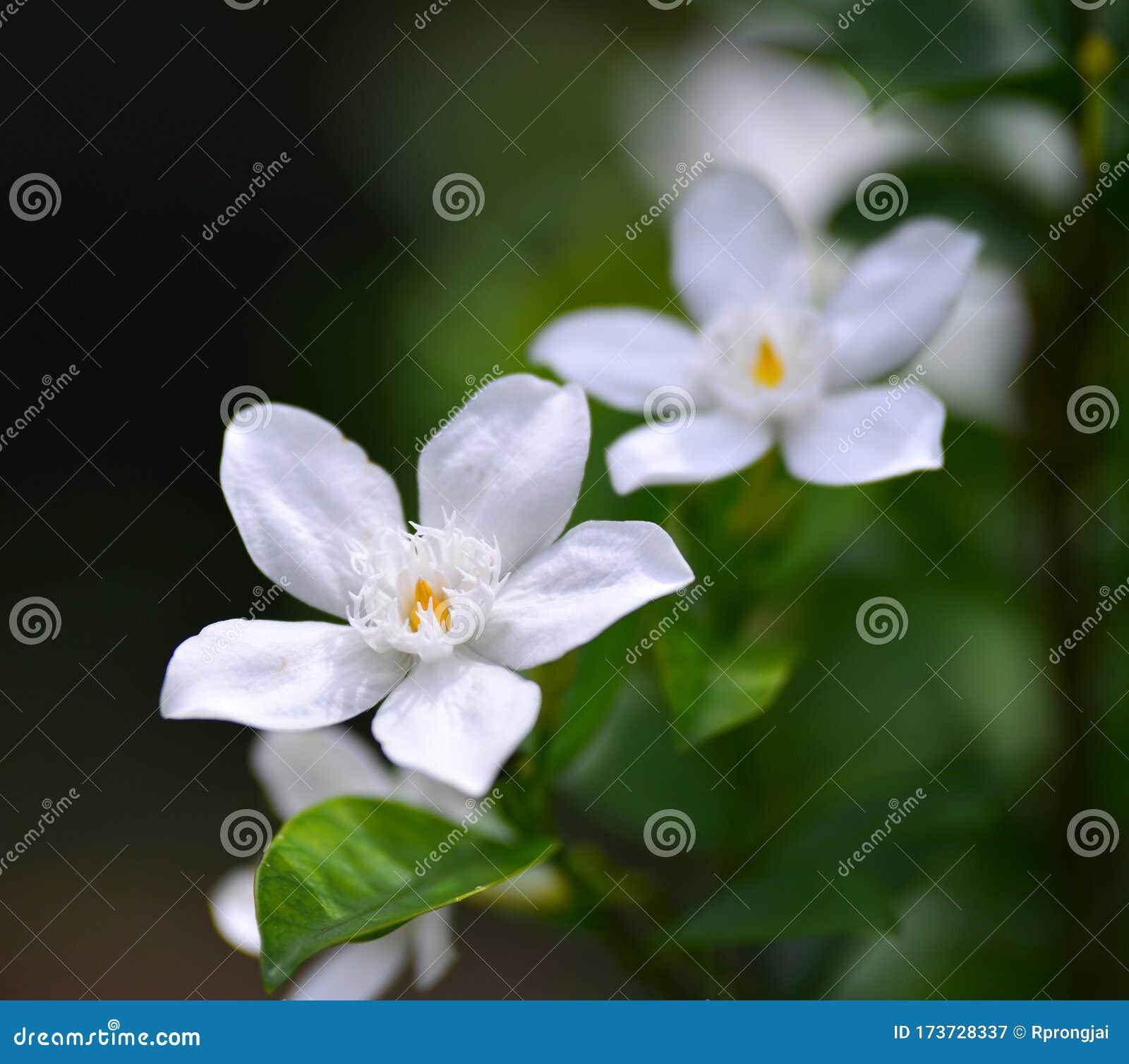 White Gardenia stock image. Image of environment, floral 173728337