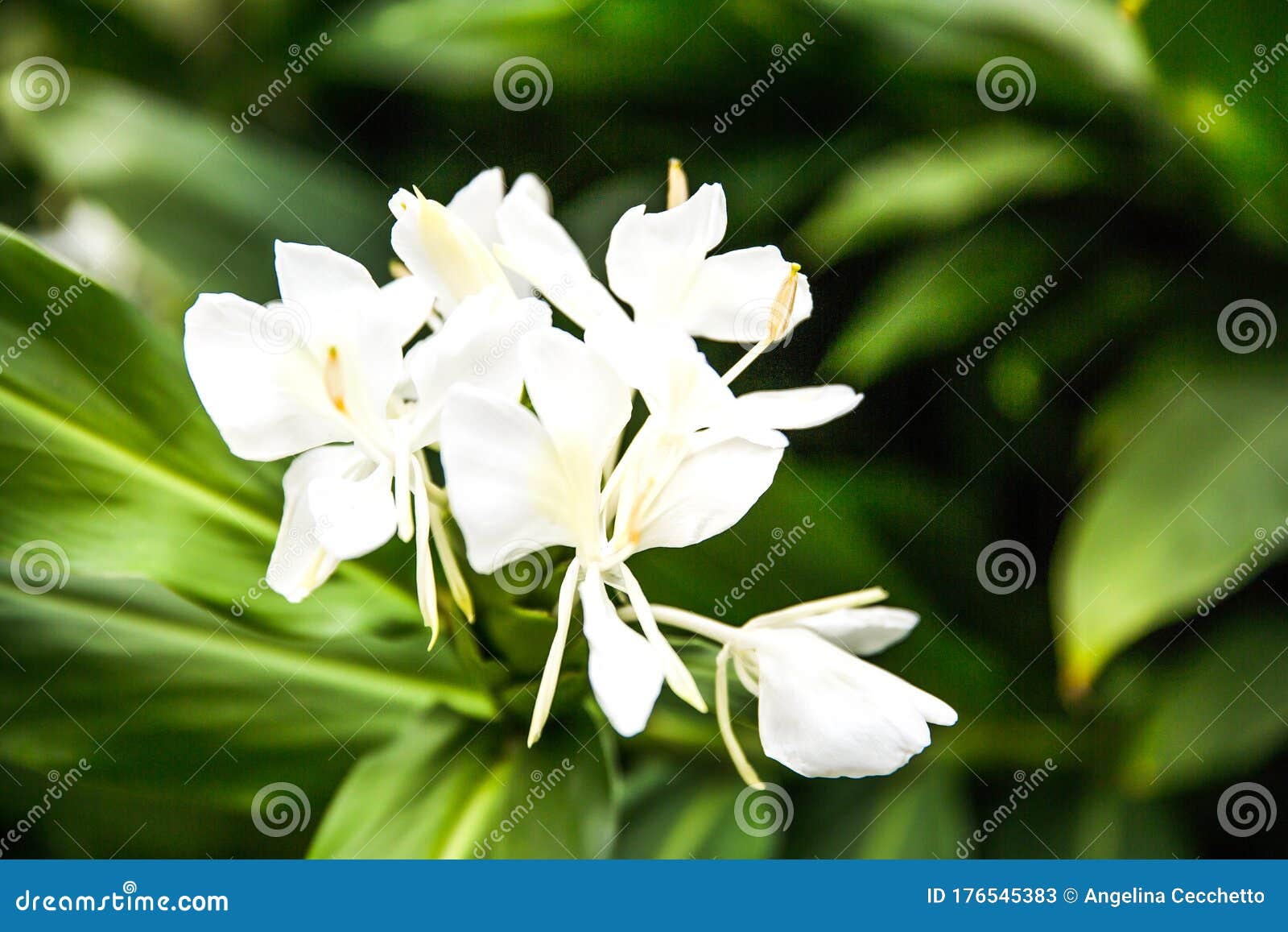 White Garland Lily White Ginger Lily Hedychium Coronarium In Bloom With Green Leaves Stock Image Image Of Garden Hedychium