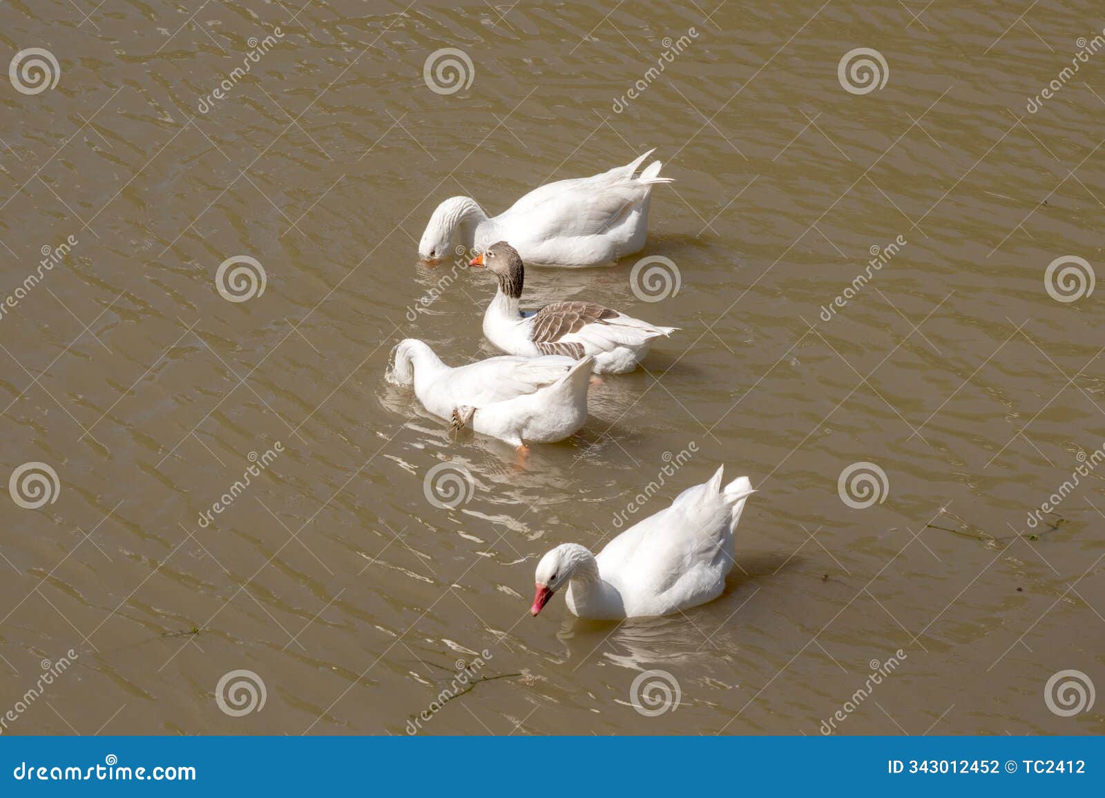 white geese swimming in the parana river. anser anser domesticus