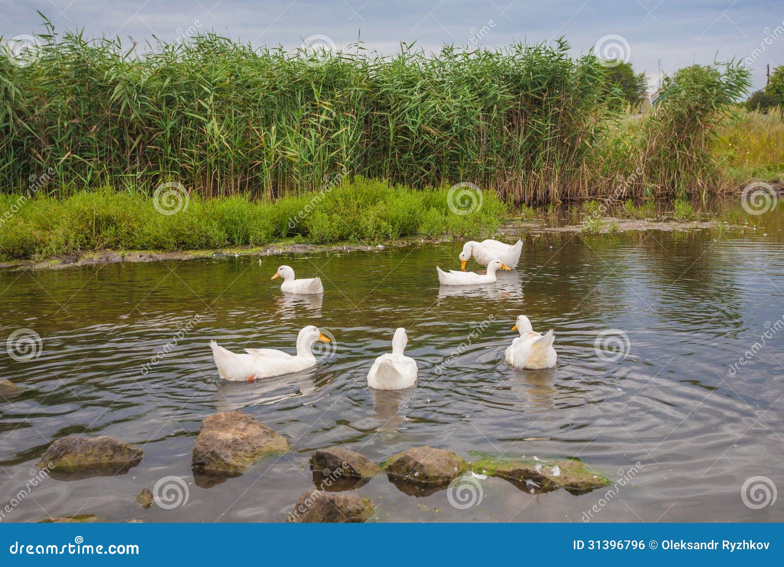 White Geese Swimming on a Pond Stock Photo Image of head, swim 31396796