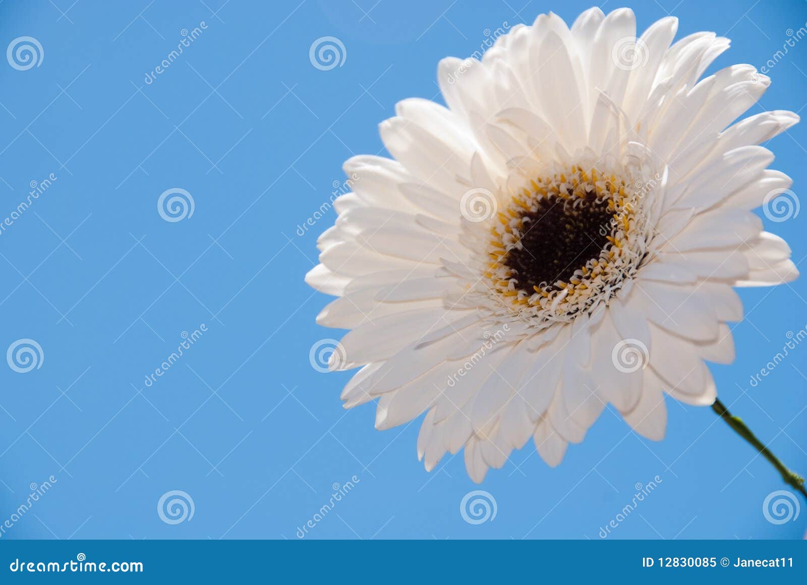 White Gerber Daisy Flowers Isolated On Bright Pink Background Stock