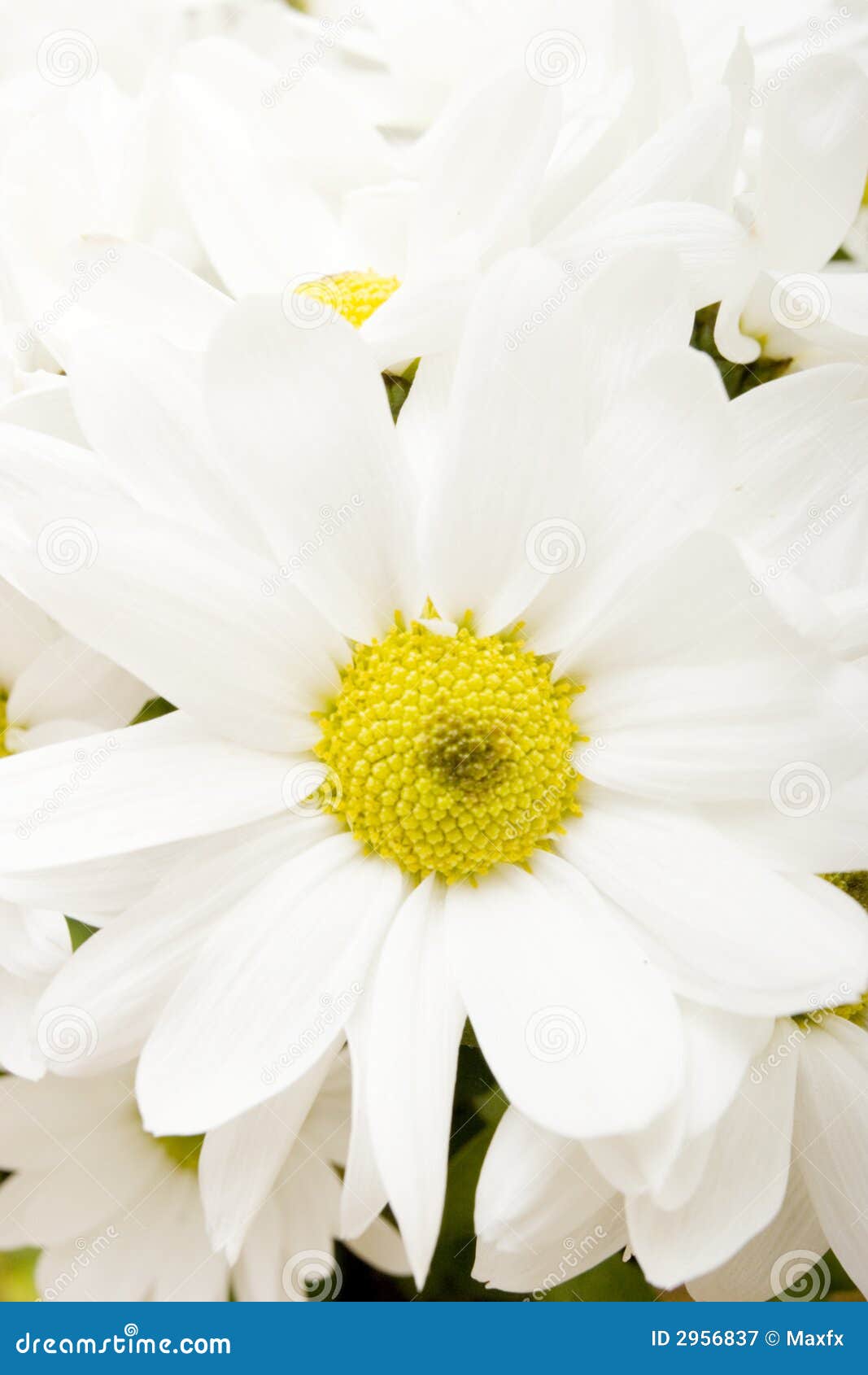 White gerbera daisies stock image. Image of botany, bunch 2956837