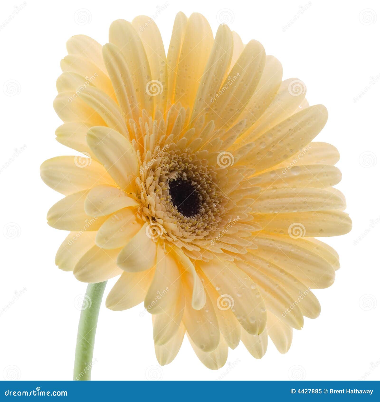 White Gerbera Daisy stock image. Image of gerbera, flower - 4427885