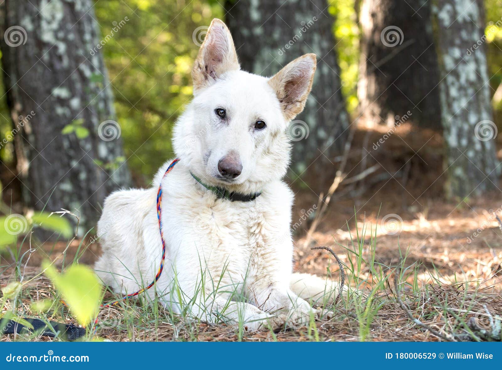 are white german shepherds deaf