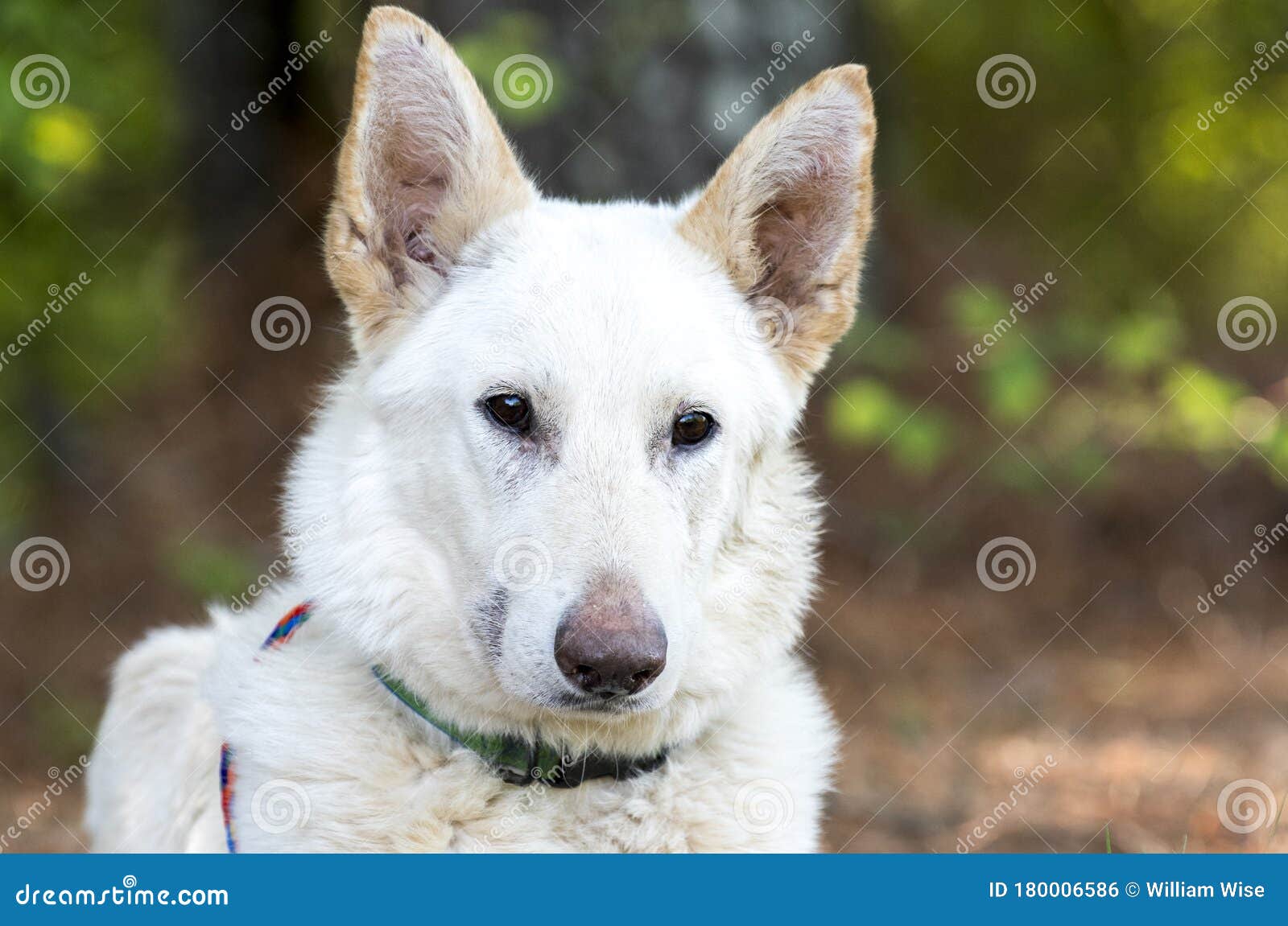 are there white german shepherd dogs