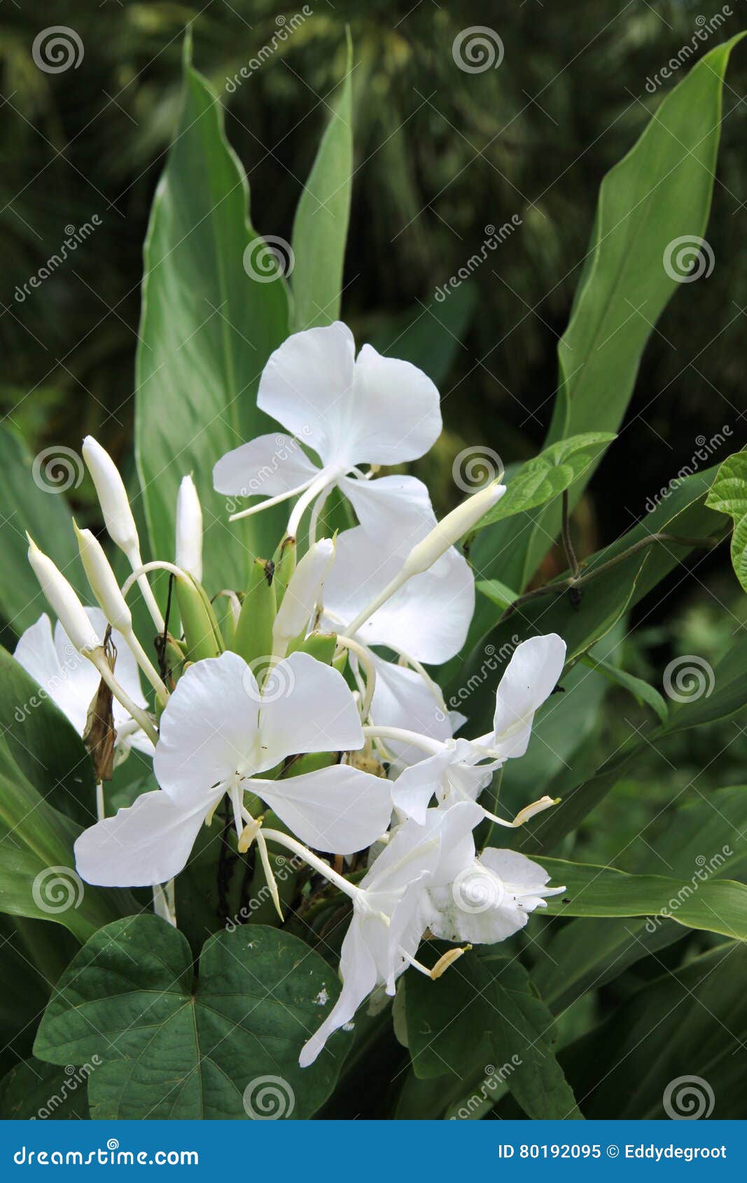 Image result for White wild ginger