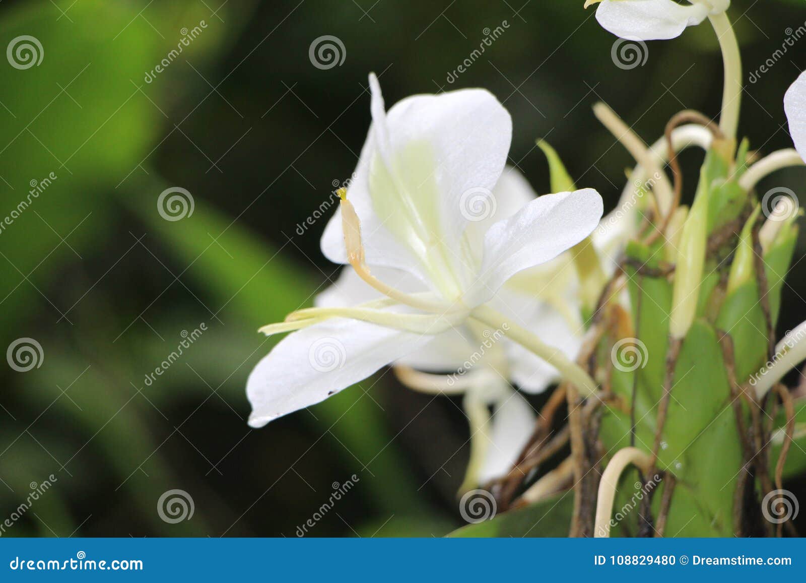 White Ginger Lily Flowers Of Matagalpa Nicaragua Stock Photo Image Of Nicaragua Forest White Ginger Lily Flowers Of Matagalpa Nicaragua Stock Photo Image Of Nicaragua Forest