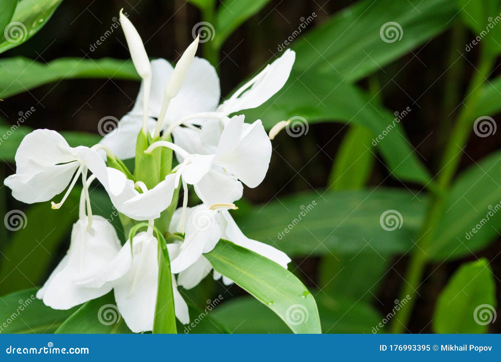 White Ginger Lily Hedychium Coronarium Flower In Singapore Stock Image Image Of Gardening Environment