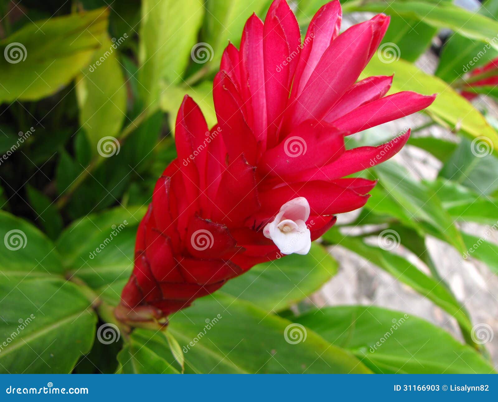 White Ginger Flower (Hedychium Coronarium) With Green Leaves. Hedychium