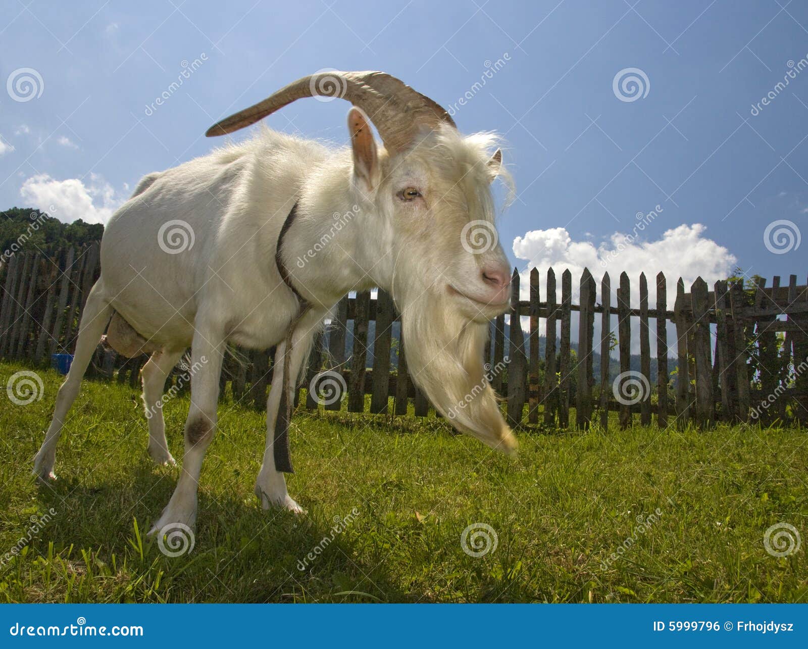 White goat stock photo. Image of graze, browse, blue, rural - 5999796